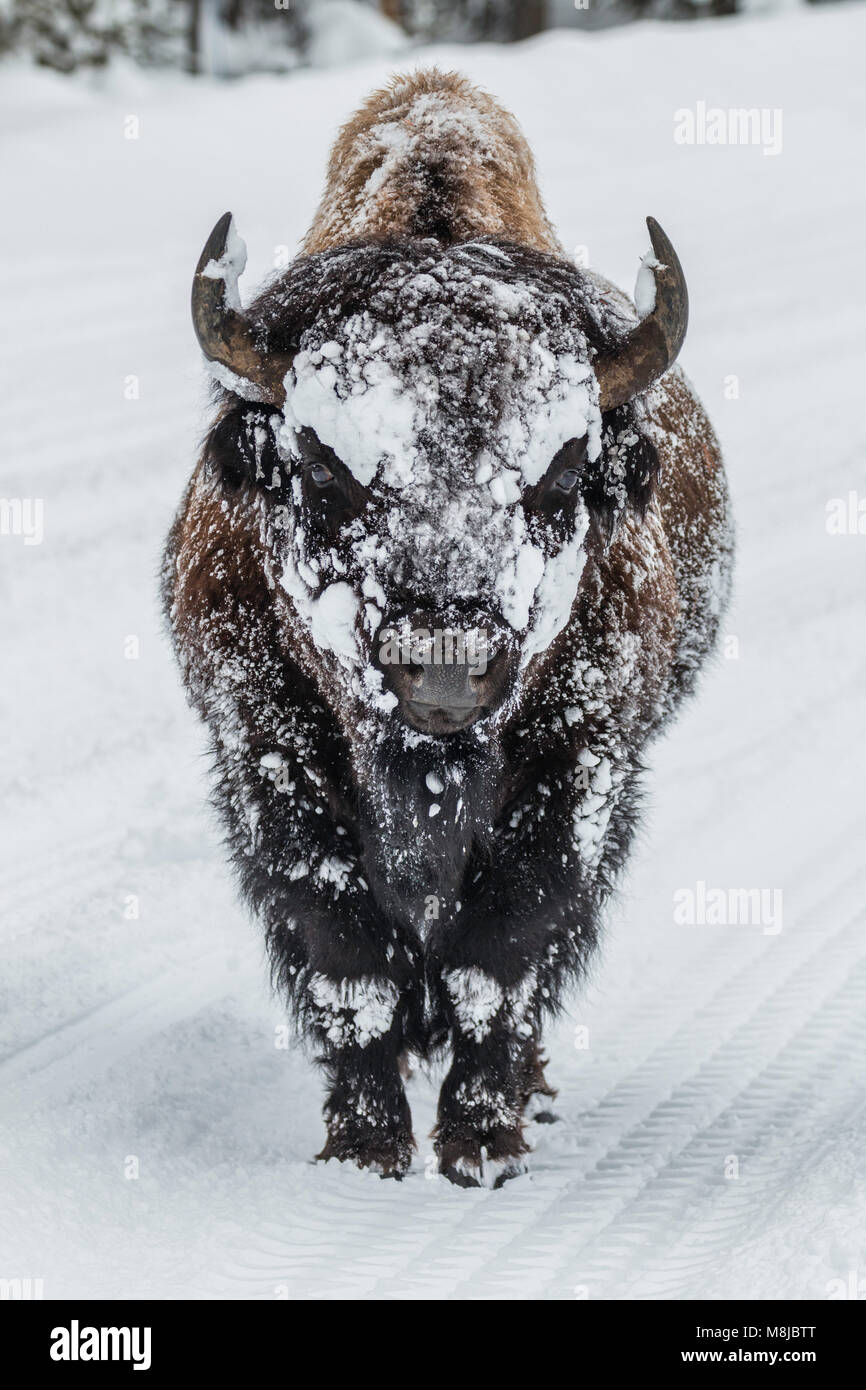 Snowy bull bison blocking the snow road in Yellowstone National Park