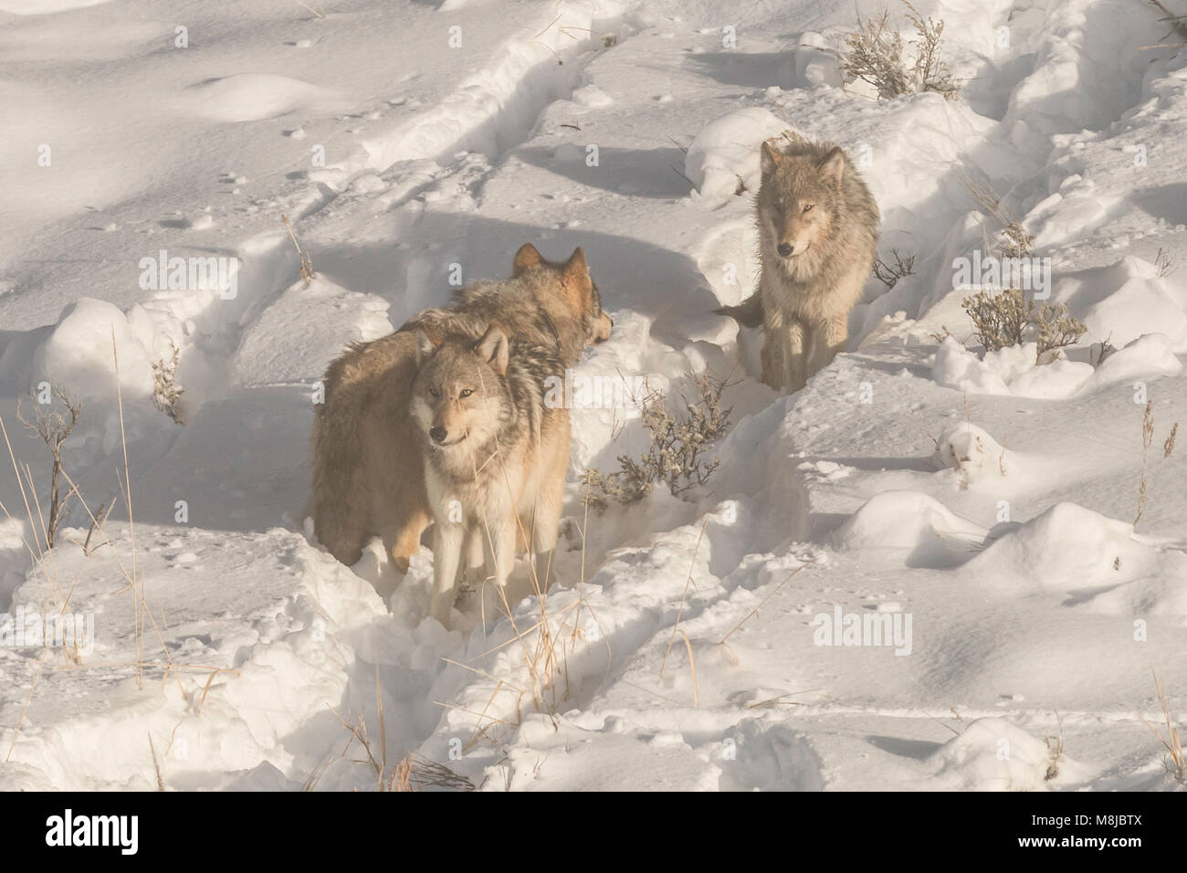 Wolves from the Wapiti Lake pack in Yellowstone National Park moments after the bison they were hunting swam away. Stock Photo