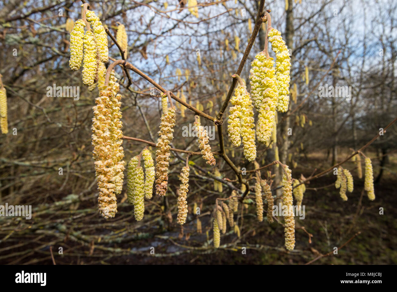 Hazel catkins Stock Photo Alamy