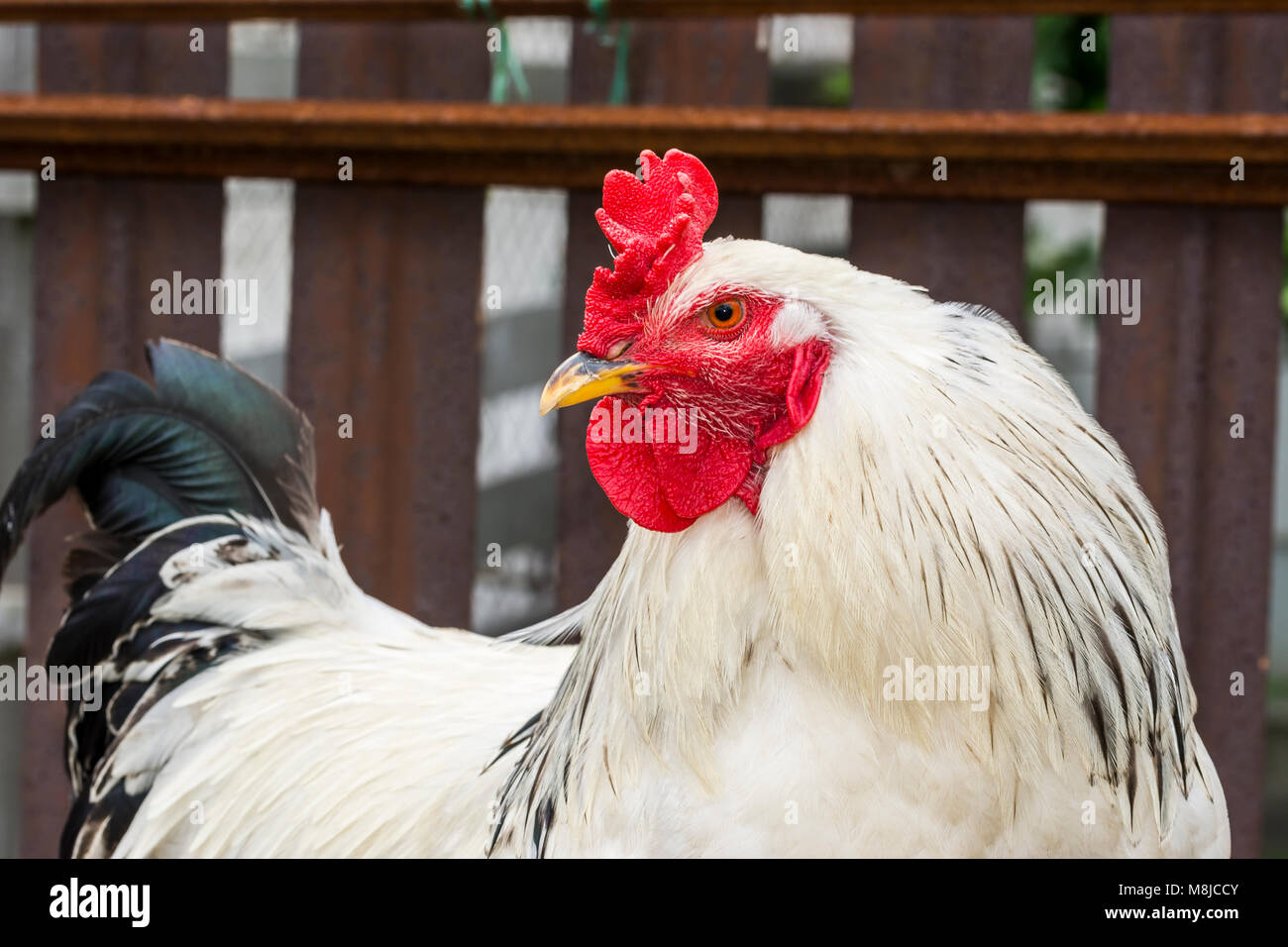COCK ROOSTER Chicken In The Yard In The Countryside Stock Photo Alamy cock-rooster-chicken-in-the-yard-in-the-countryside-stock-photo-alamy
