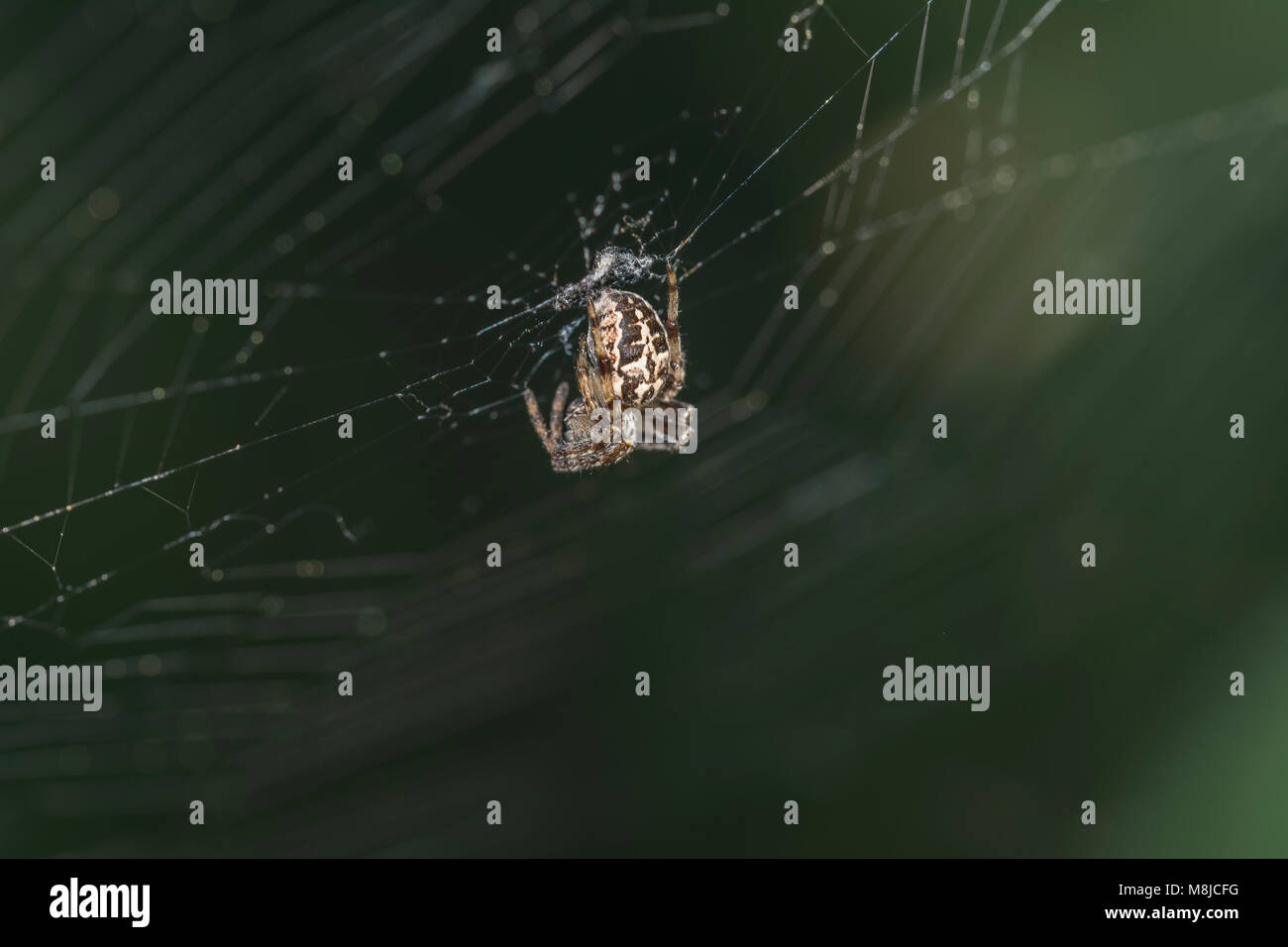 European garden spider, Araneus diadematus, cross spider Araneus close ...