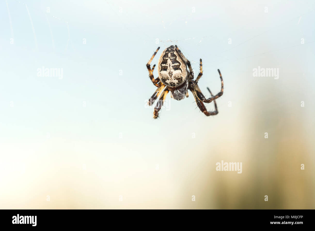 European garden spider, Araneus diadematus, cross spider Araneus close ...