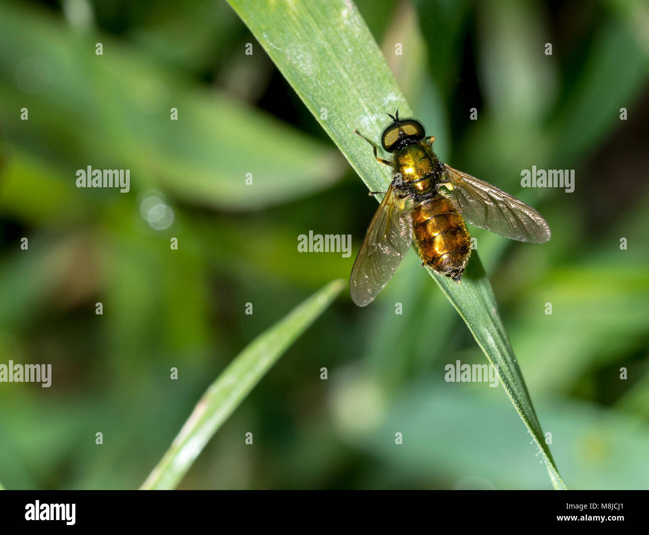 fly with golden belly on a leaf Diptera Insect, fly insect Stock Photo -  Alamy