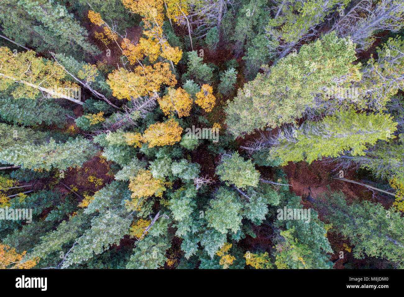 spruce and aspen in fall colors at Kenosha Pass in Colorado's Rocky Mountains, aerial view with wide angle perspective Stock Photo