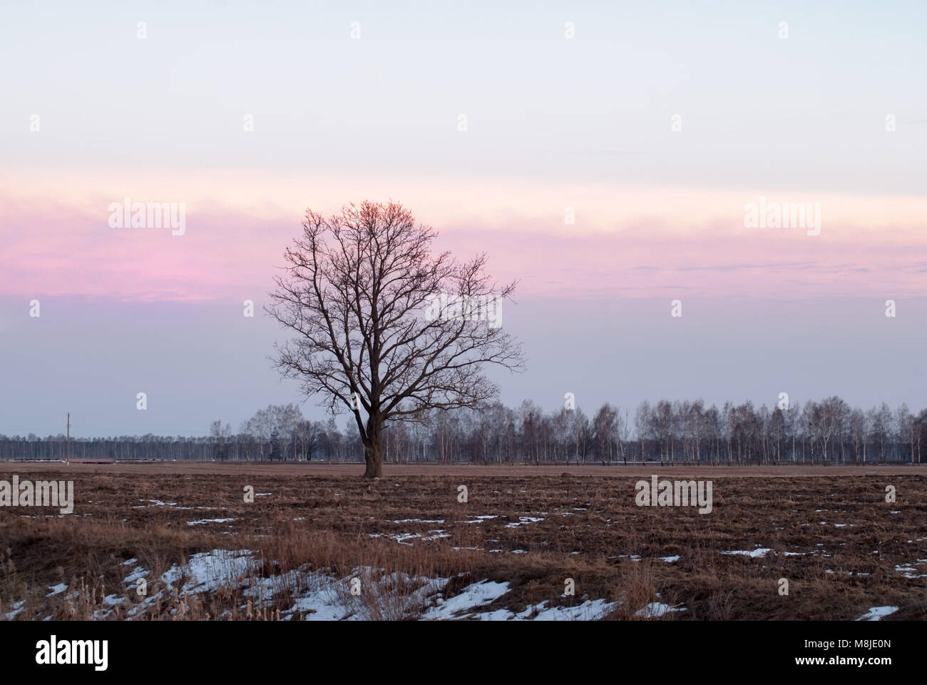lonely tree in the field, silhouette at sunset Stock Photo - Alamy