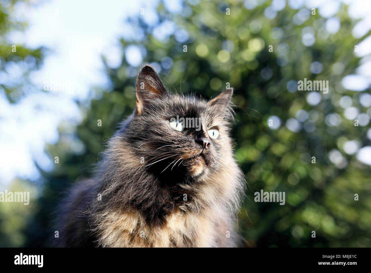 Cats pet animal felines hi-res stock photography and images - Page 3 - Alamy