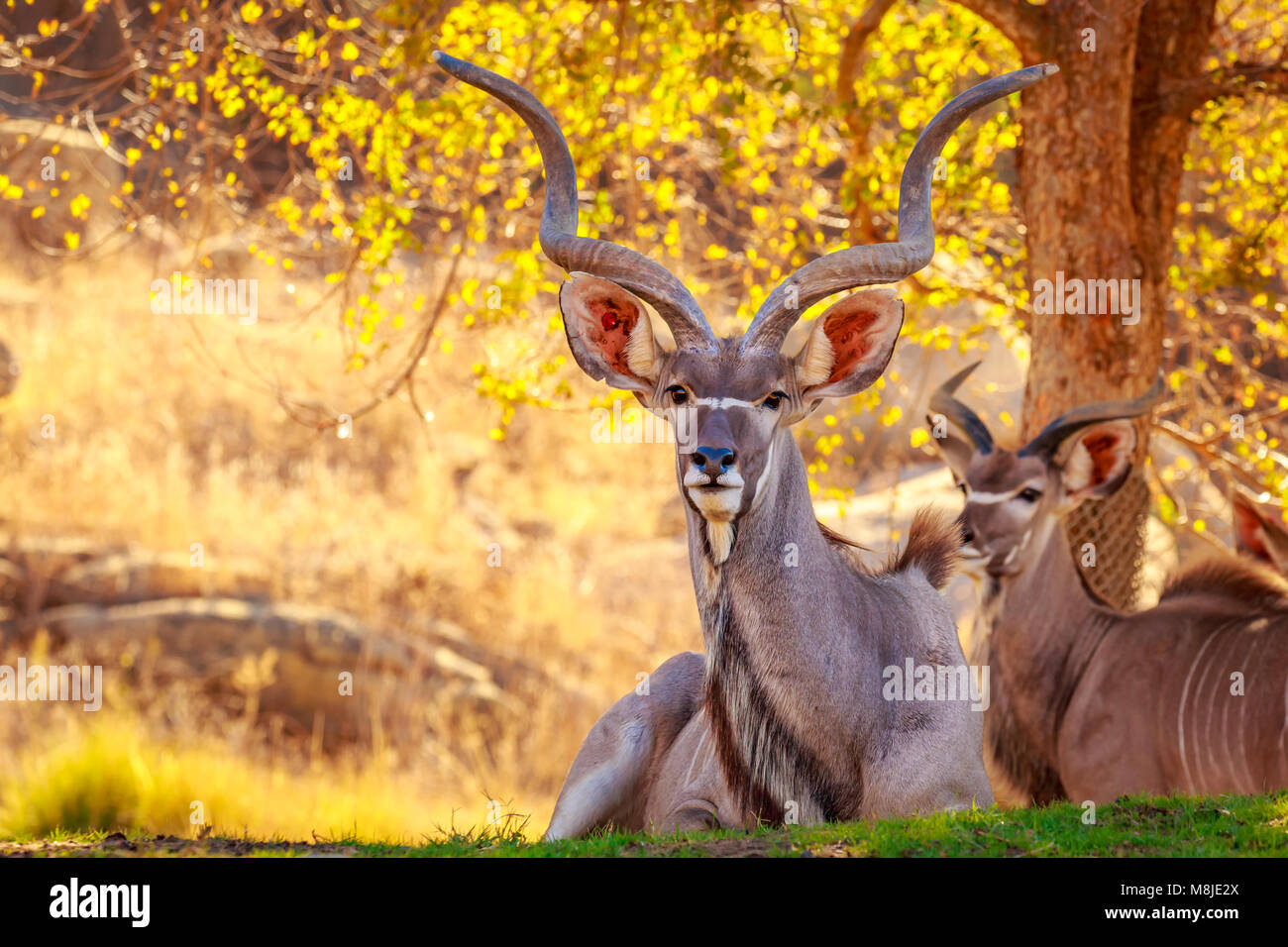 Greater Kudu rest in the shade of tree Stock Photo