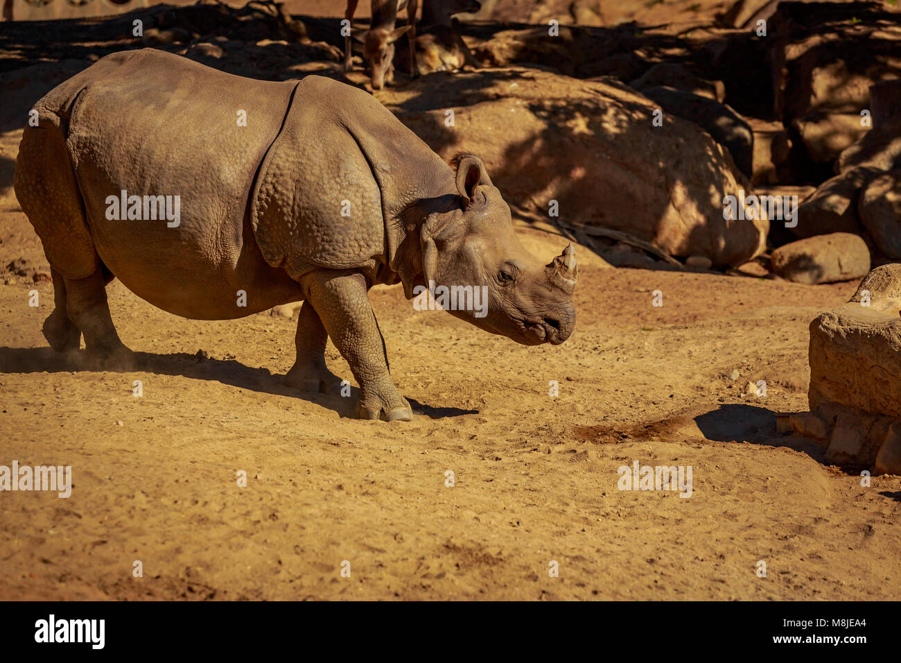 Single Indian Rhinoceros walks in the park. Stock Photo