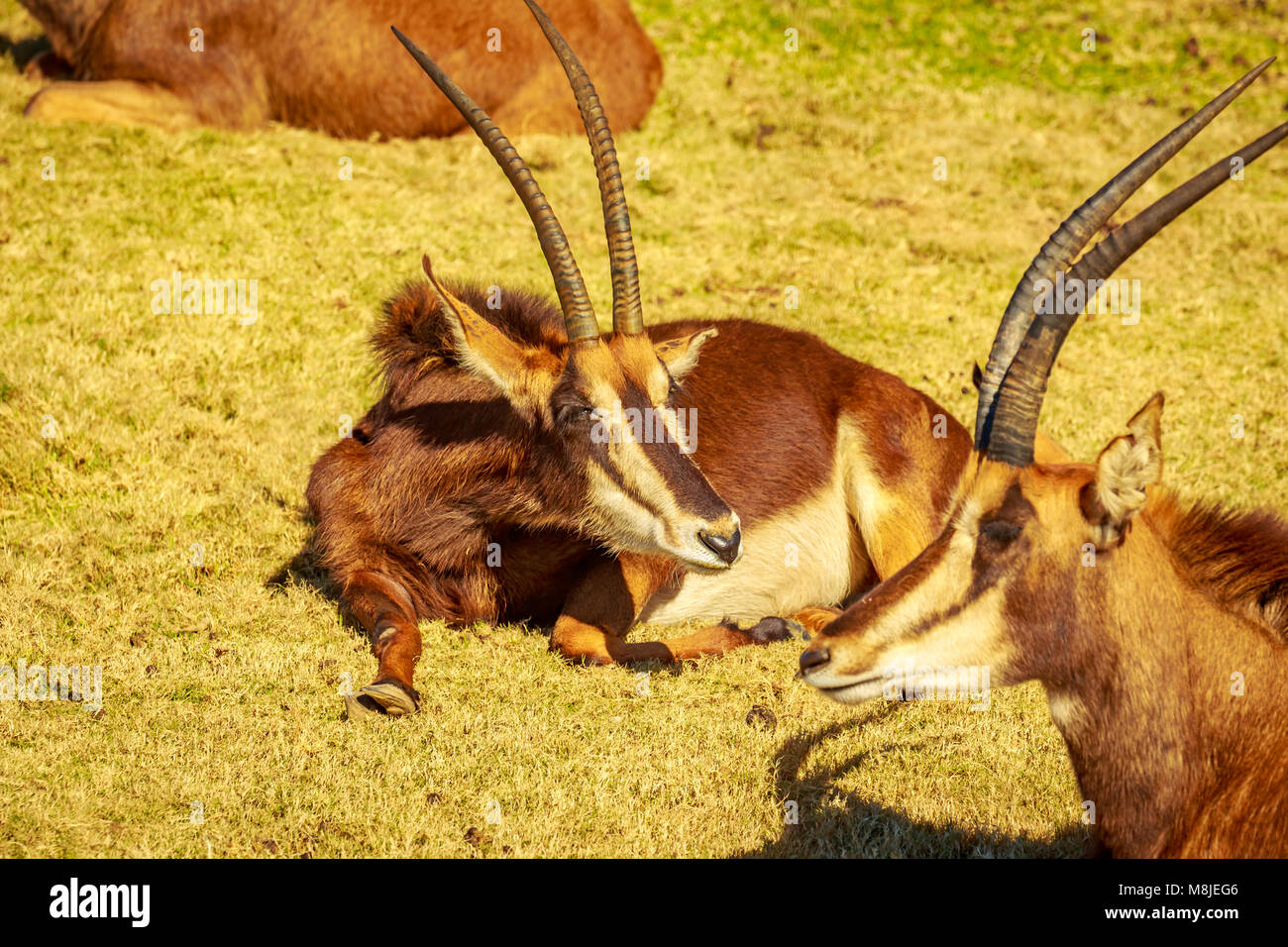 Sable Antilope High Resolution Stock Photography and Images - Alamy
