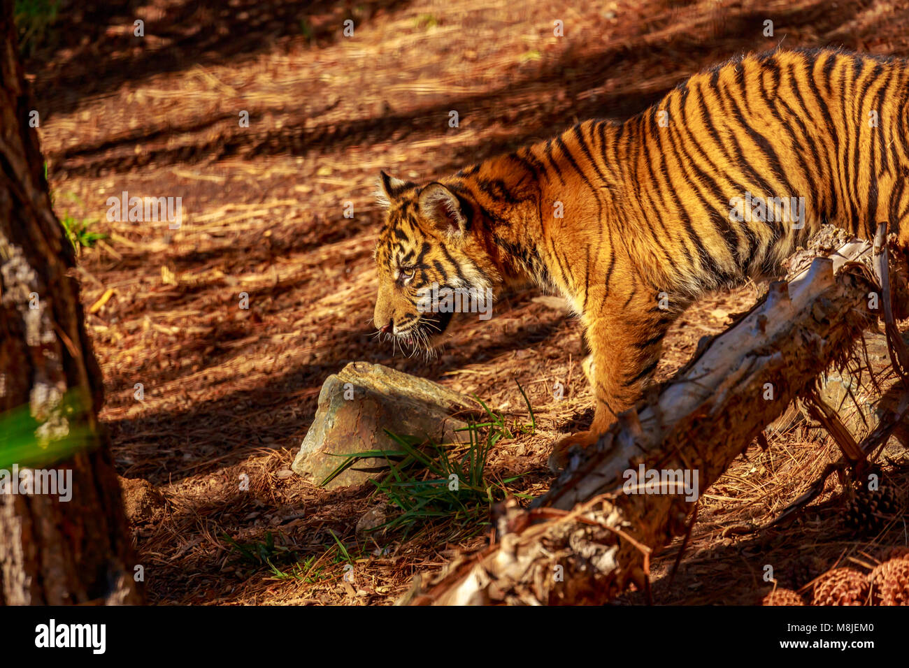 Sumatran tiger wanders through the woods. Stock Photo