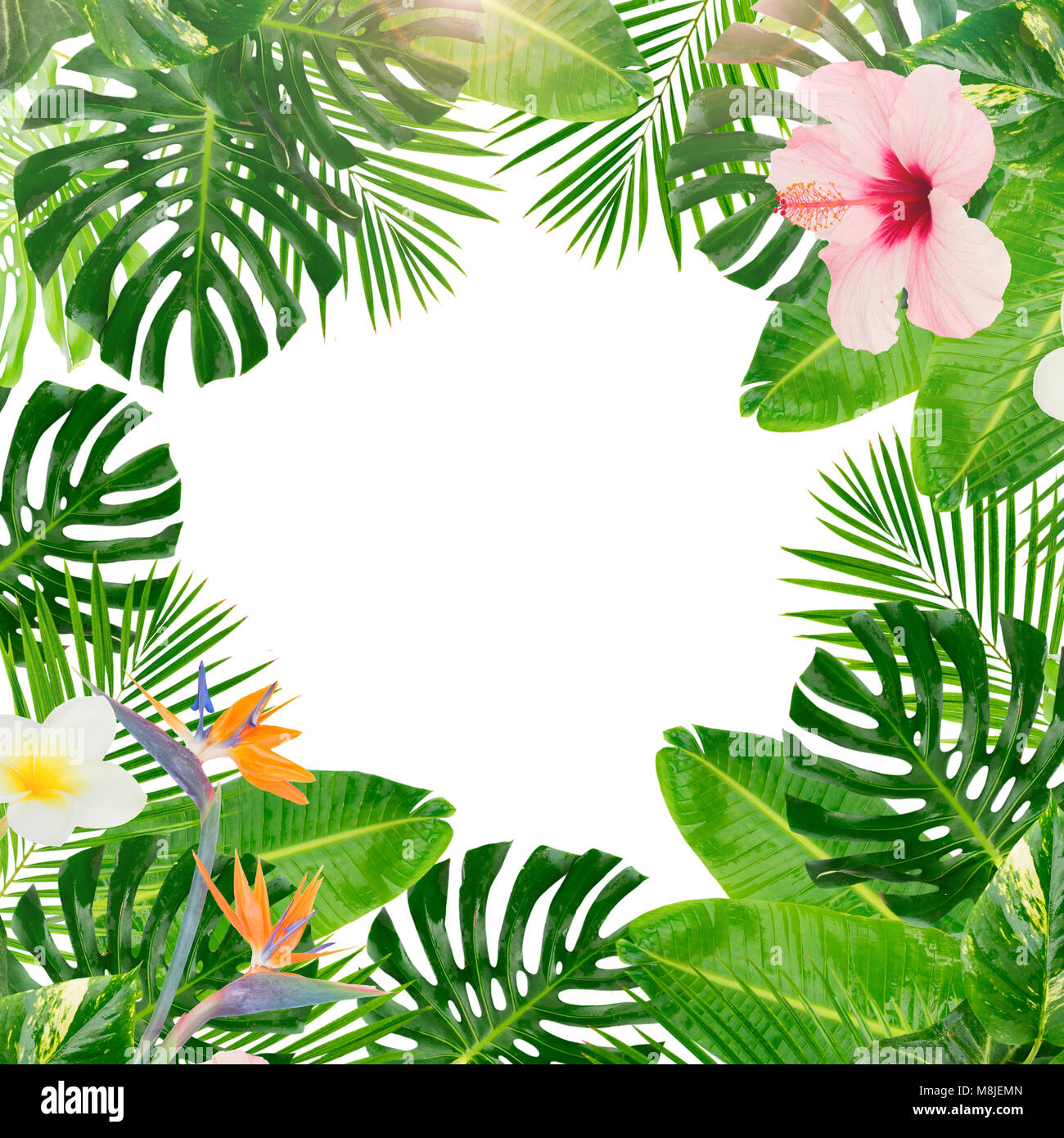 Tropical fresh green leaves and flowers frame isolated on white ...