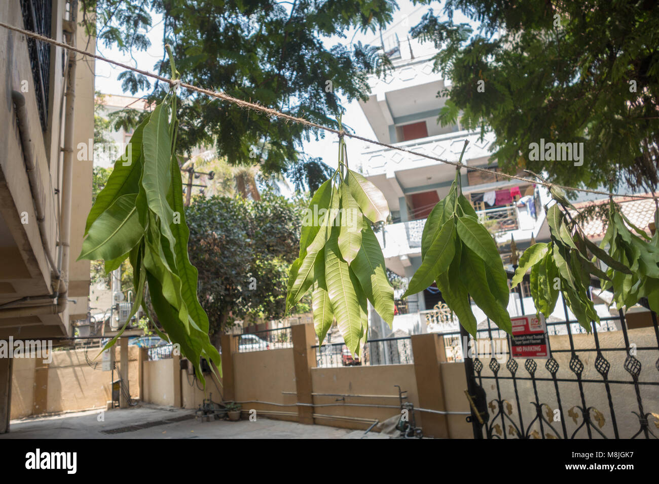 INDIA - CIRCA MARCH 2018 According to Hindu custom,Mango leaves tied at the entrance of an apartment is believed to ward off evil spirits entering the Stock Photo