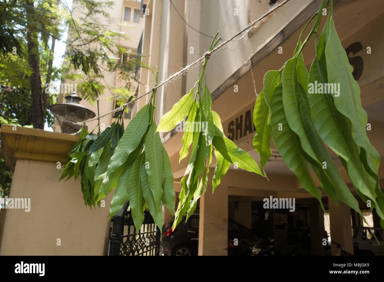 INDIA - CIRCA MARCH 2018 According to Hindu custom,Mango leaves tied at the entrance of an apartment is believed to ward off evil spirits entering the Stock Photo