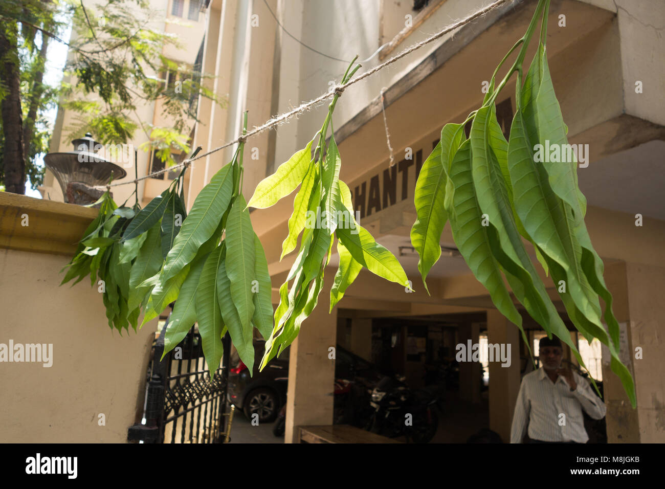 INDIA - CIRCA MARCH 2018 According to Hindu custom,Mango leaves tied at the entrance of an apartment is believed to ward off evil spirits entering the Stock Photo