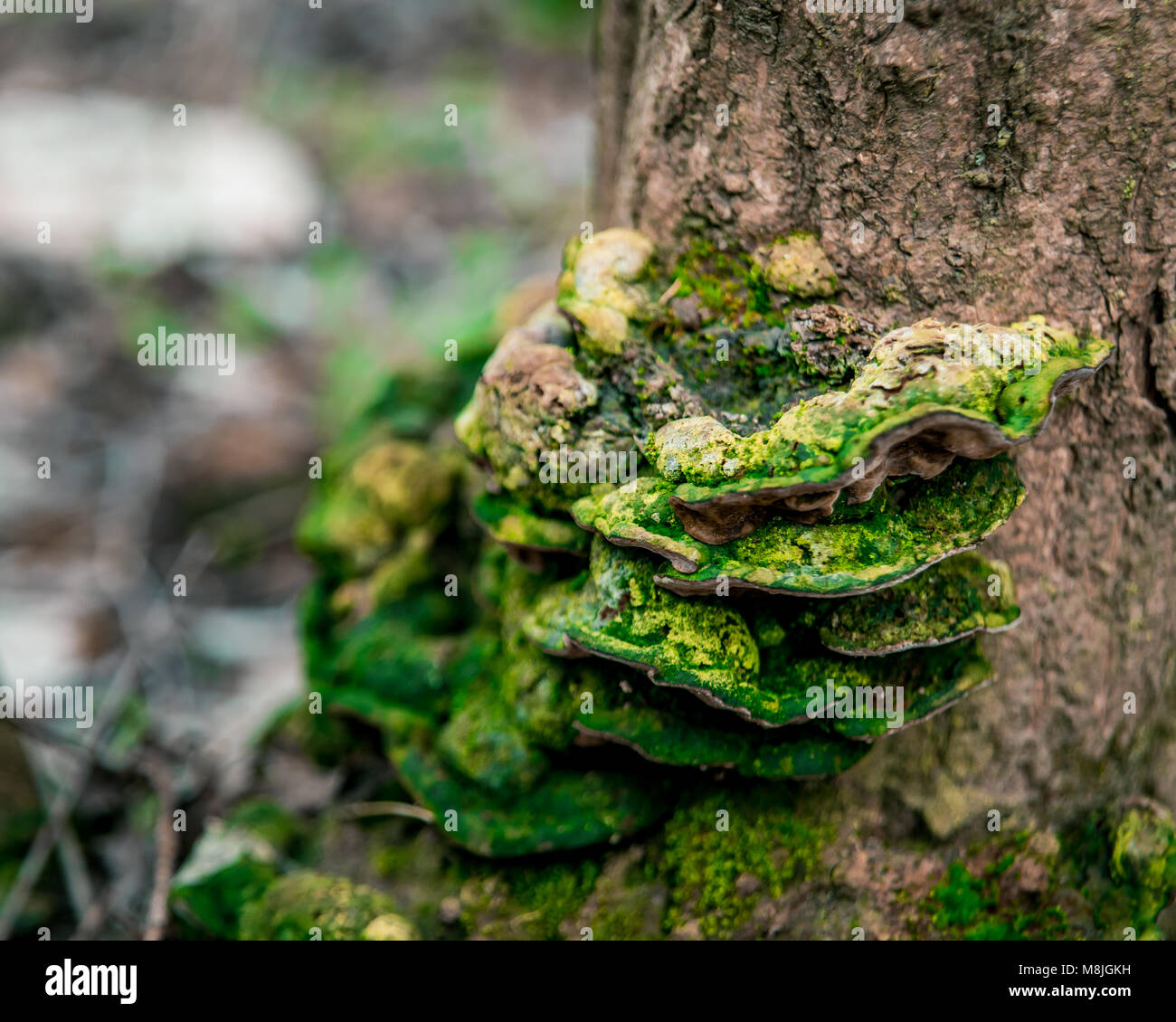 Tree mushrooms. Ganoderma lucidum, grows on the trunk of a dry tree in