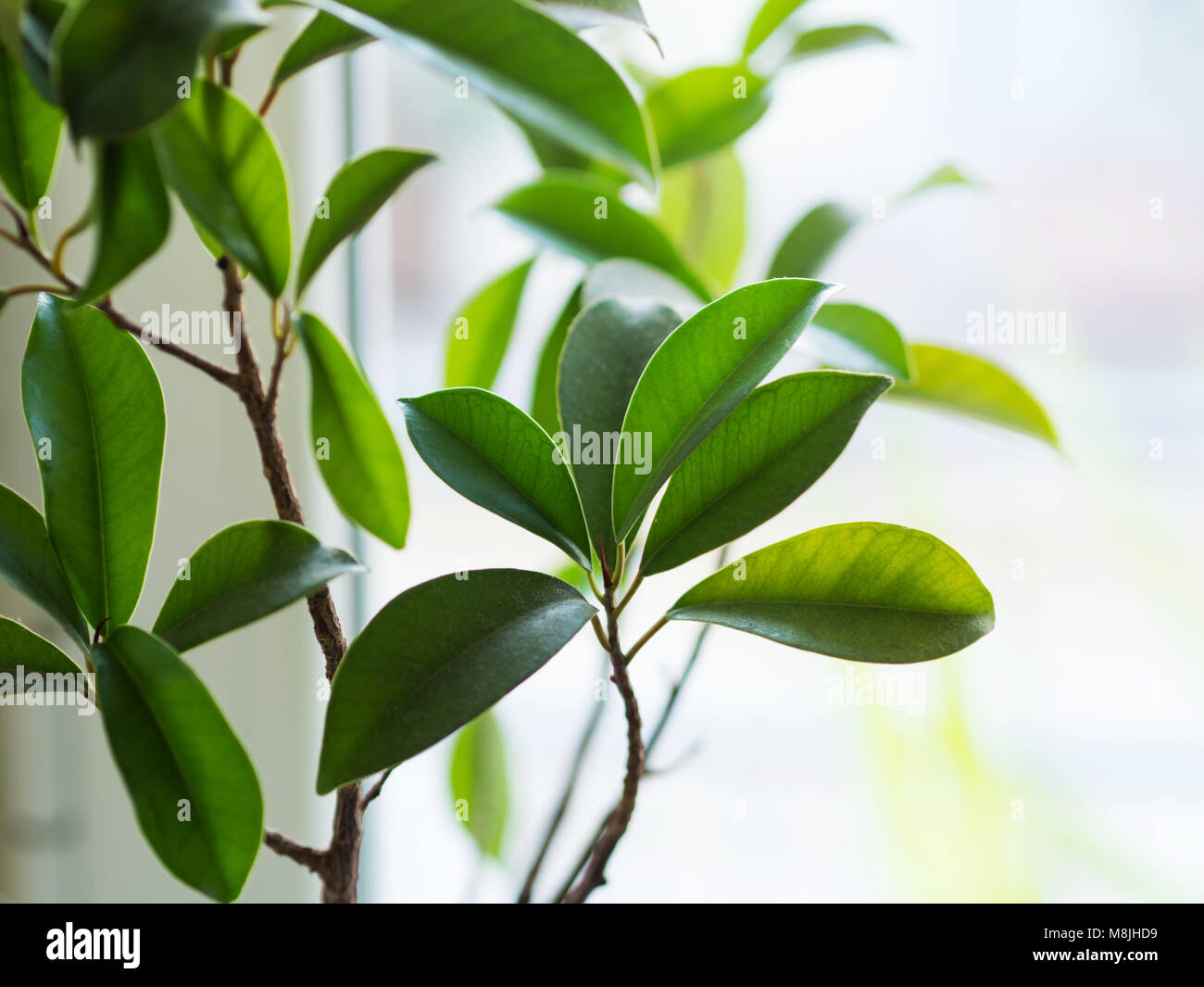 Ficus ginseng bonsai plant growing in a pot near window. Closeup leaves Stock Photo