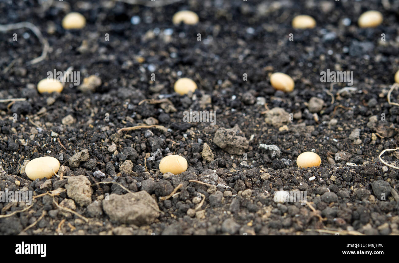 planting soybeans in the soil Stock Photo