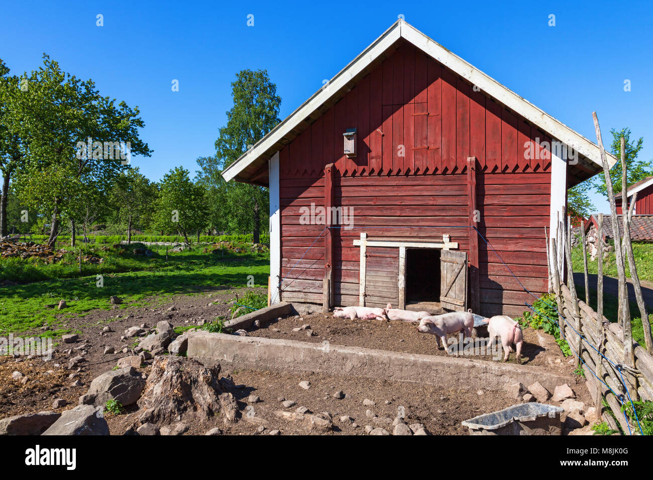 Sty with pigs on a farm Stock Photo