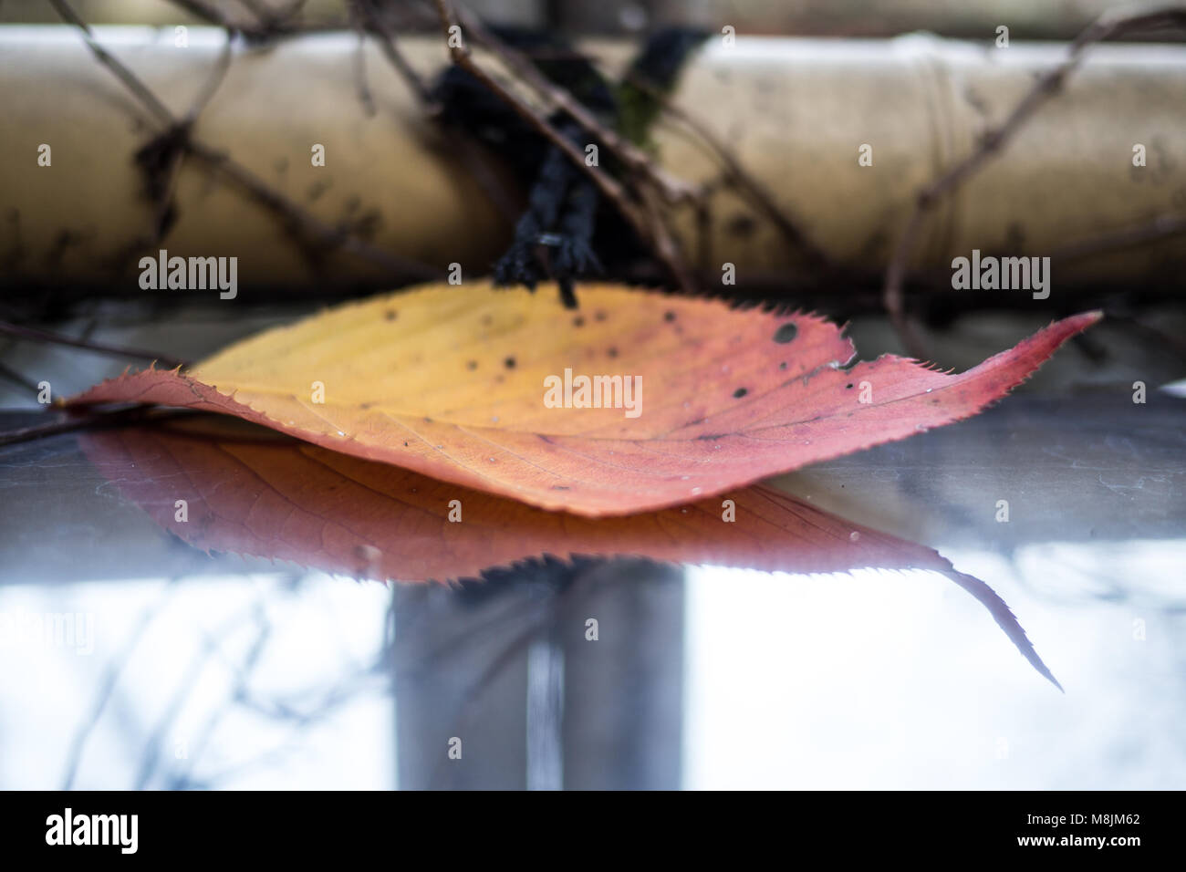 Beautiful orange and red autumn leaf that has fallen Stock Photo