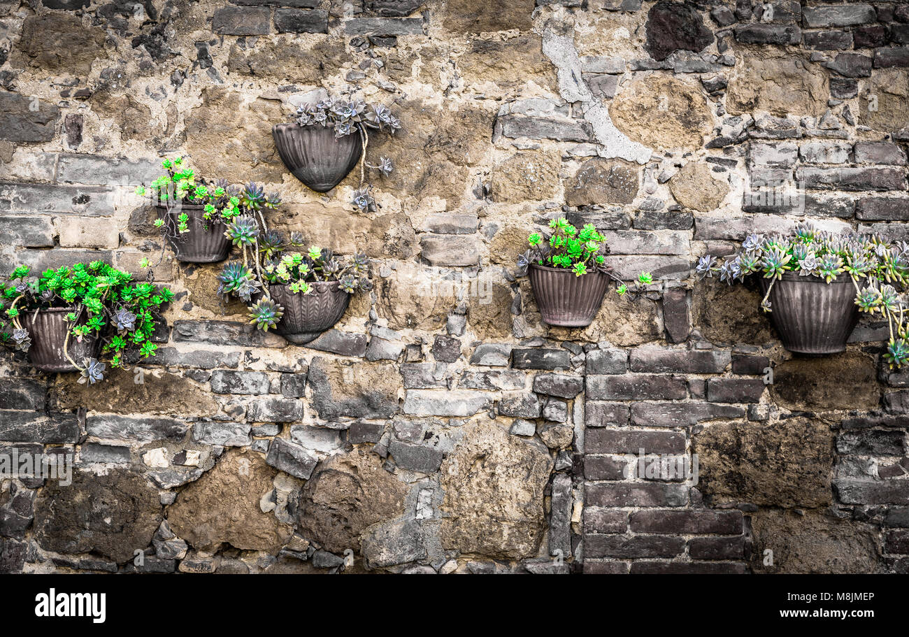 Flowers on a wall somewhere in Tuscany Stock Photo - Alamy