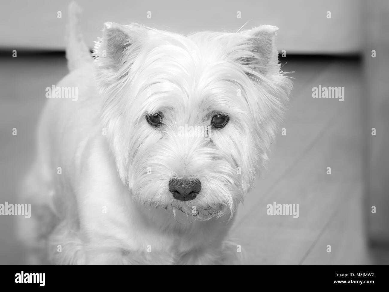 West highland terrier Black and White Stock Photos & Images Alamy — free download