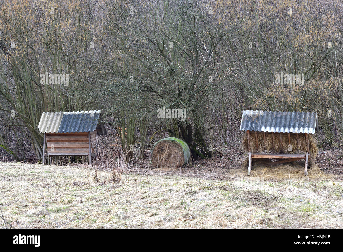 fodder rack with hay for animal in the forest Stock Photo Alamy