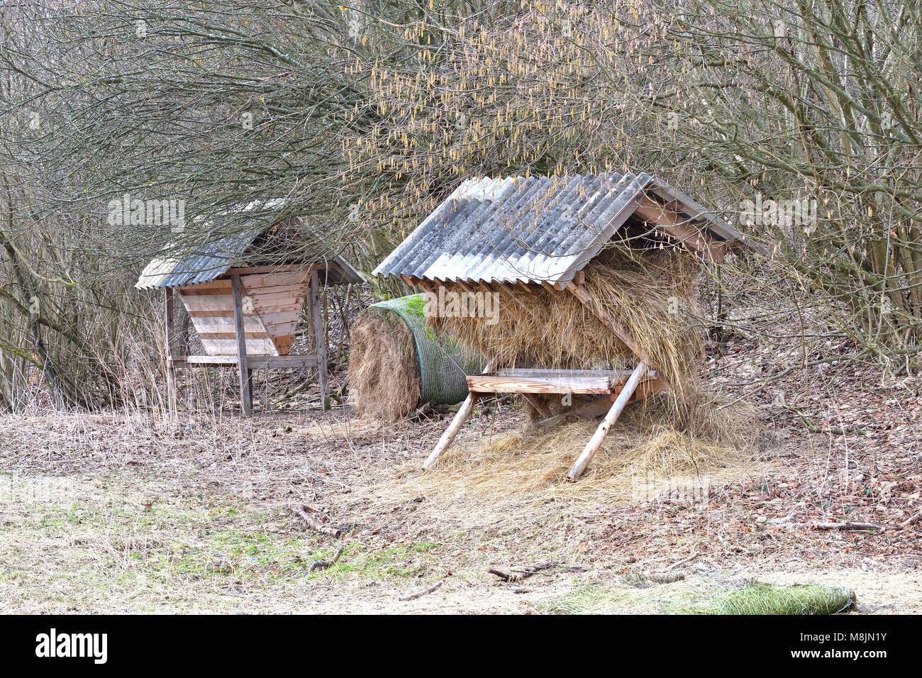 fodder rack with hay for animal in the forest Stock Photo - Alamy