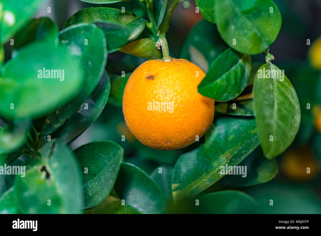 Fresh mandarin oranges fruit or tangerines or jeruk santang madu.Usually  Served for Chinese New Year Stock Photo by edgunn36