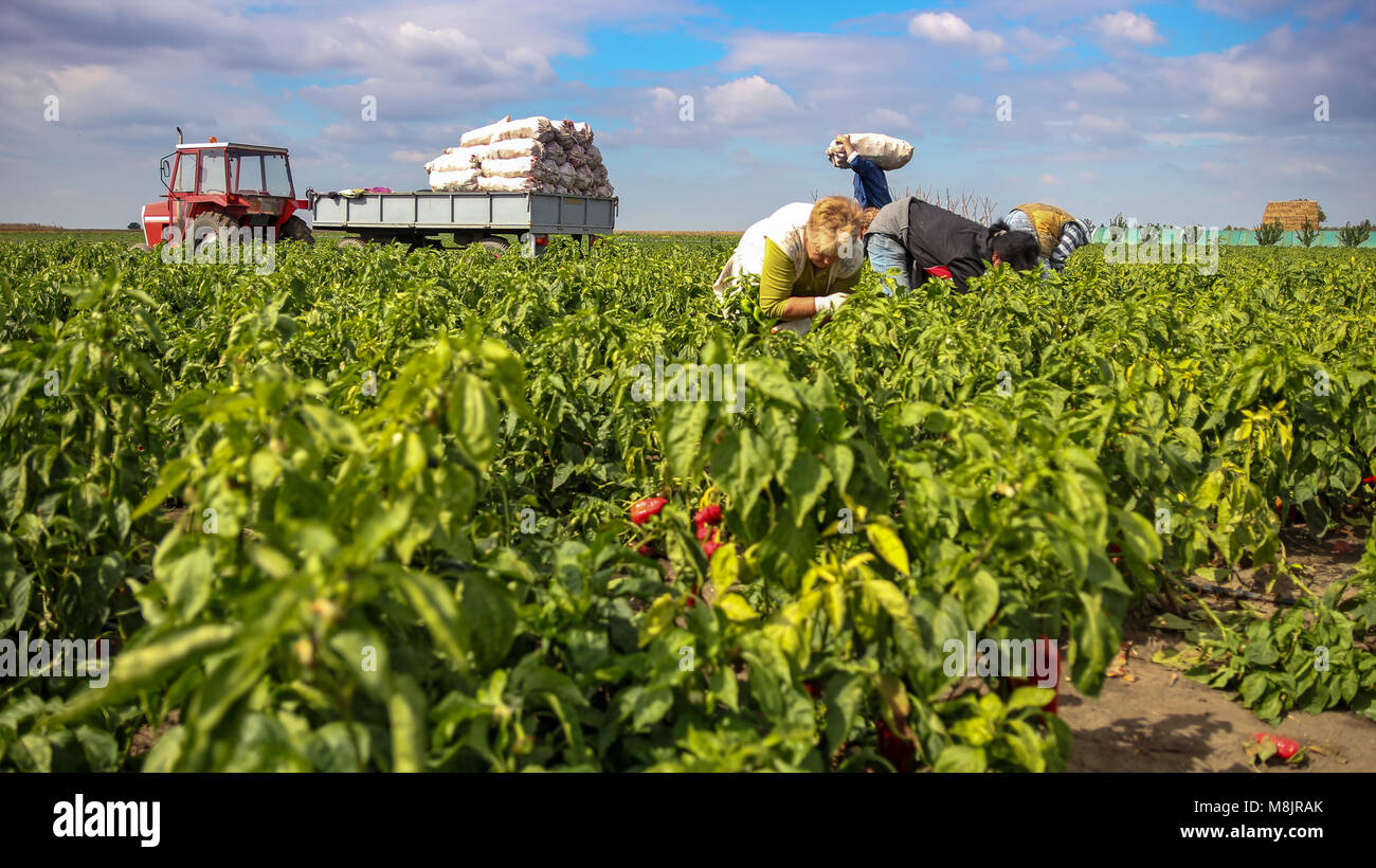Harvesting Yellow and Red Bell Peppers in a Field.Group of workers ...