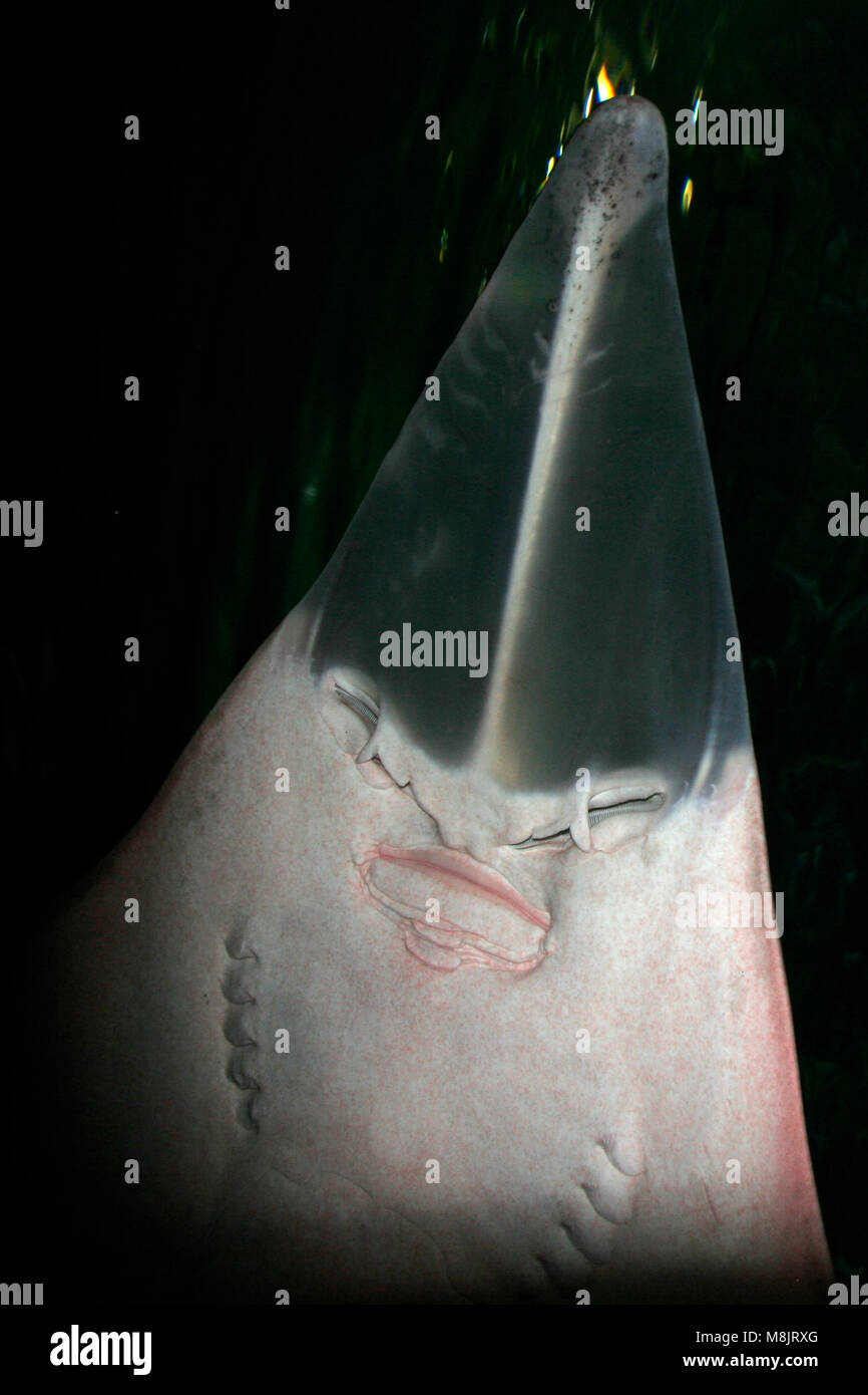 Giant shovelnose guitarfish, Rhinobatos productus Stock Photo