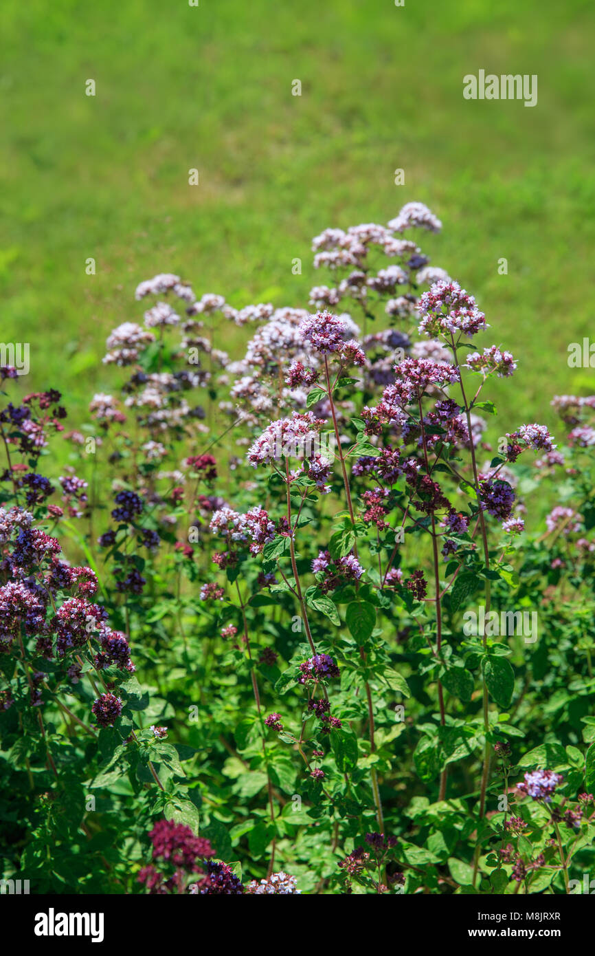 Purple flowers of origanum vulgare or common oregano, wild marjoram