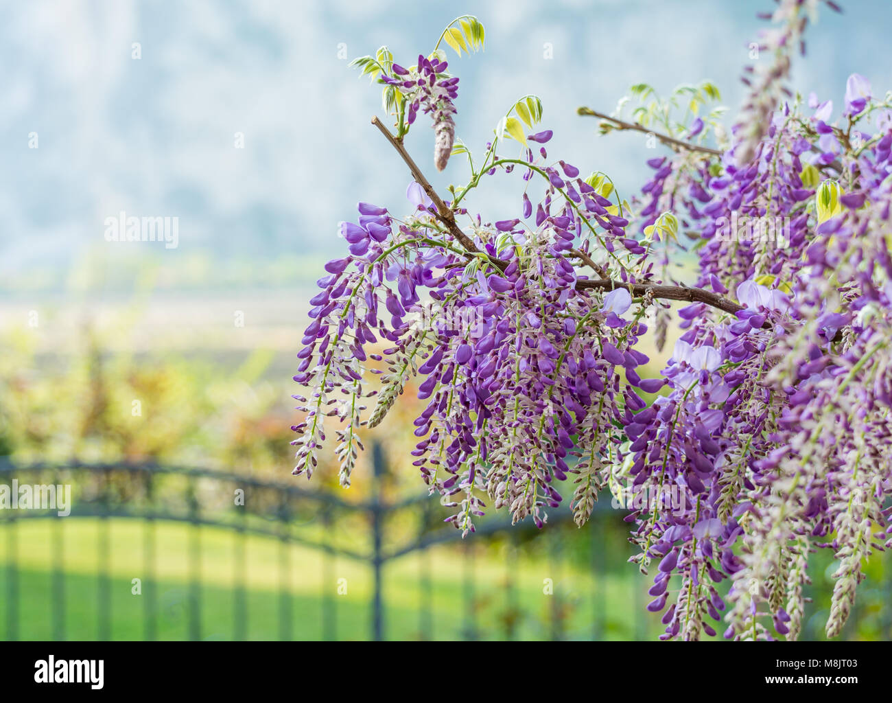 Wisteria flowers. Wisteria (also spelled Wistaria or Wysteria) is a genus of flowering plants in the legume family, Fabaceae (Leguminosae). Stock Photo