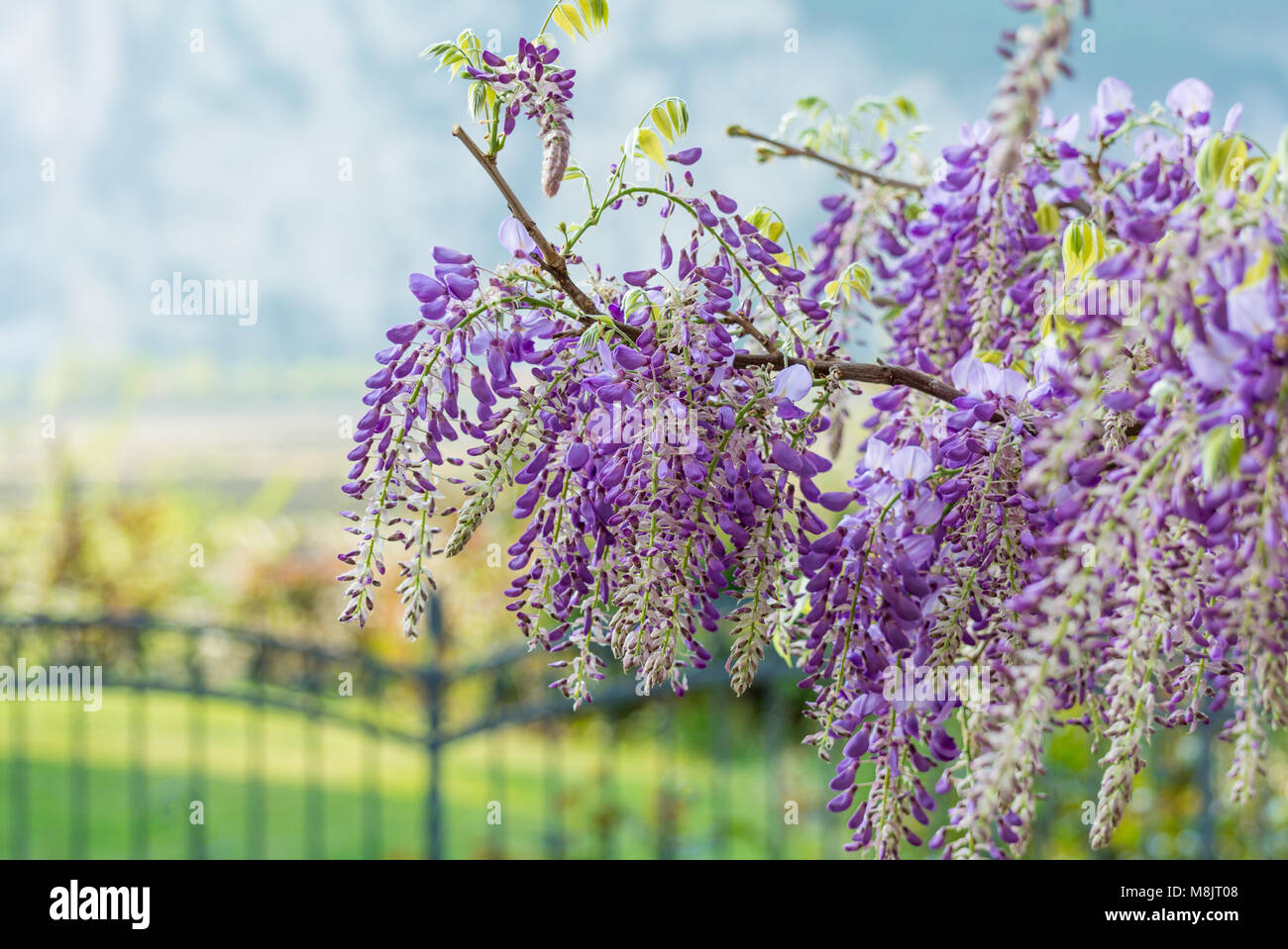 Wysteria flower close up hires stock photography and images Alamy