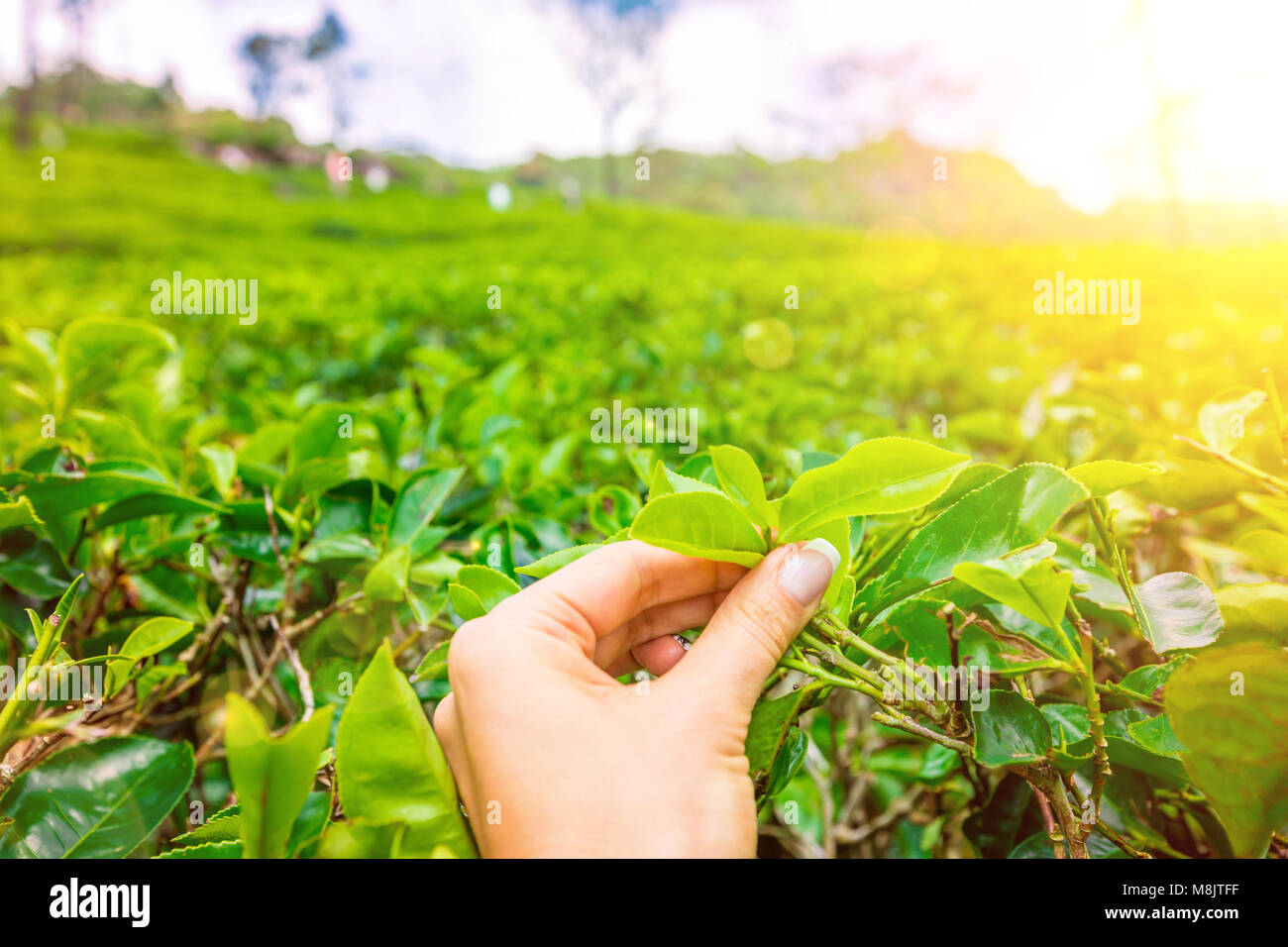Hand picking up green tea leaves at a tea plantation. Fresh tea leaves