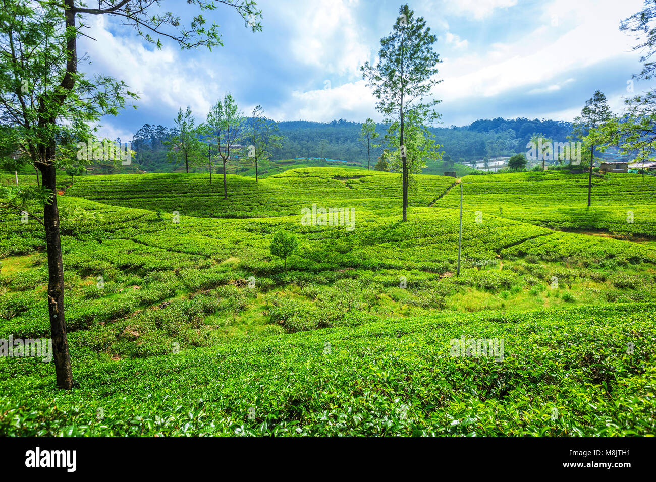 Green plantation of Ceylon tea. Bright terraced fields of tea plants in