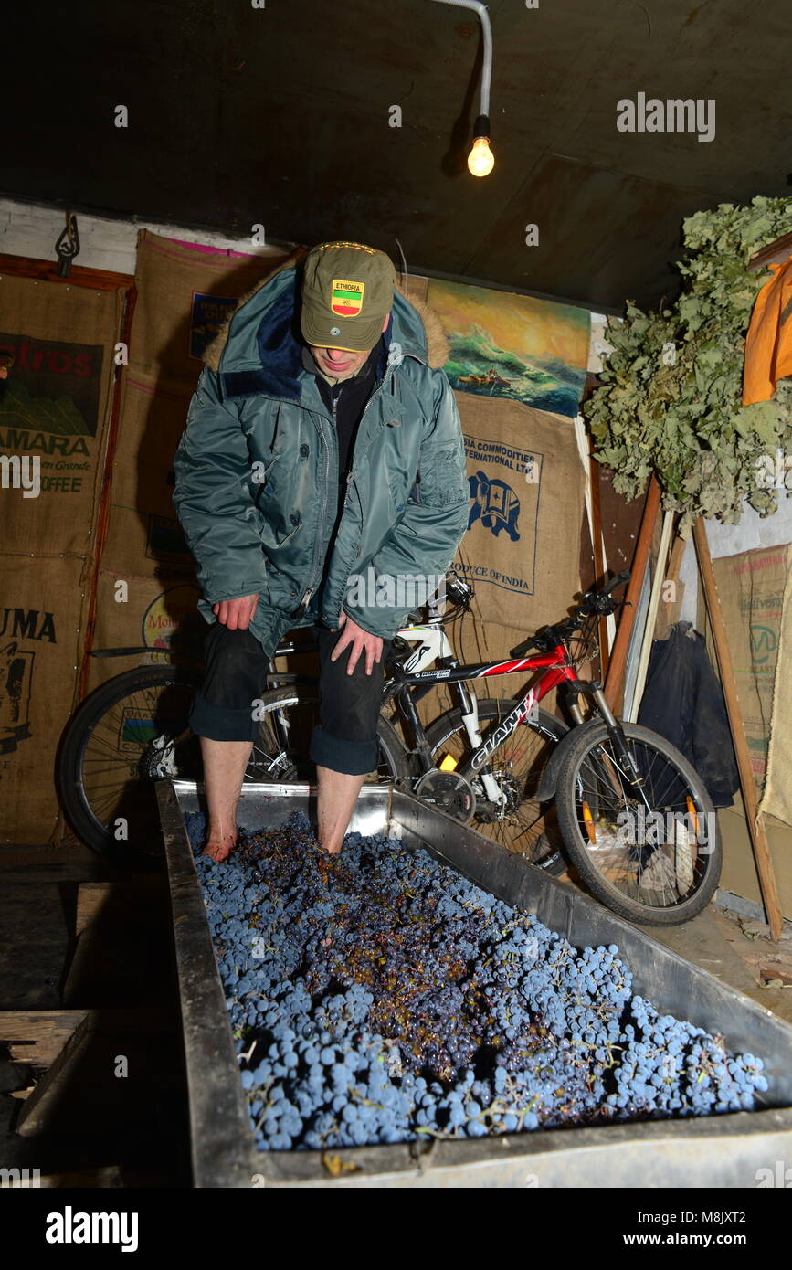 A garage winemaker, pressing the grape with his feet Stock Photo