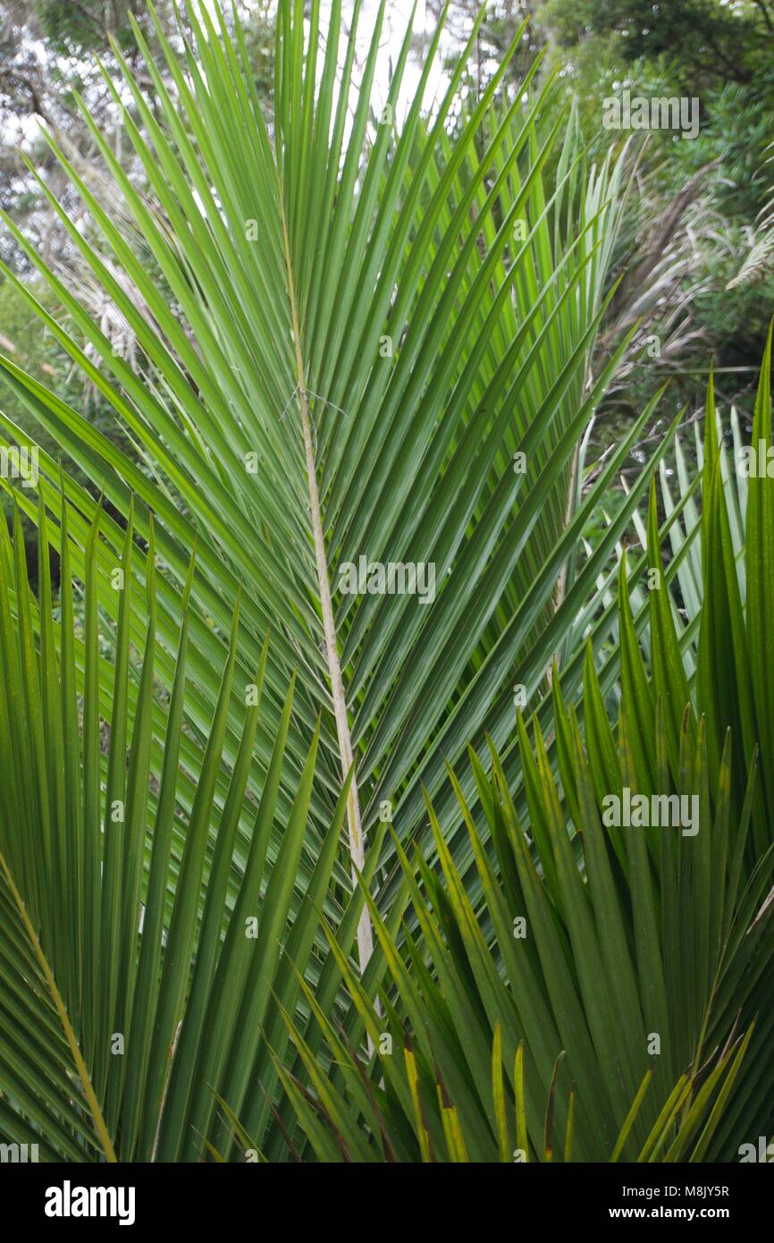 NZ Native Nikau Palm Leaf Stock Photo Alamy