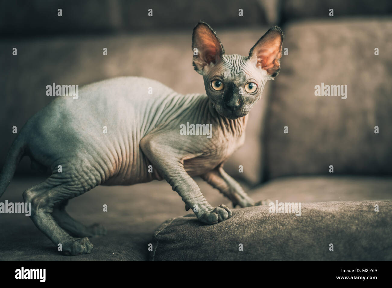 Egyptian Cat Stock Photo