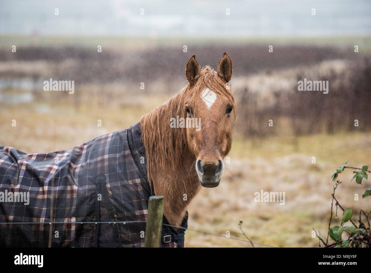 Chestnut coloured horse with a blanket on in the rain looking at the