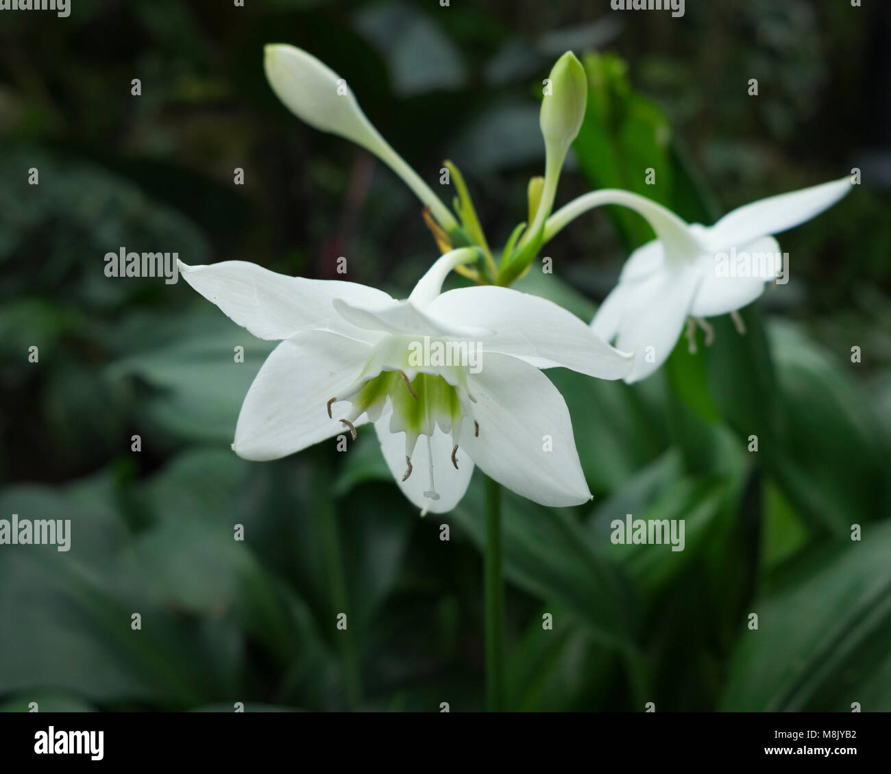 Flowers in the Muttart Conservatory Gardens, Edmonton, Alberta, Canada
