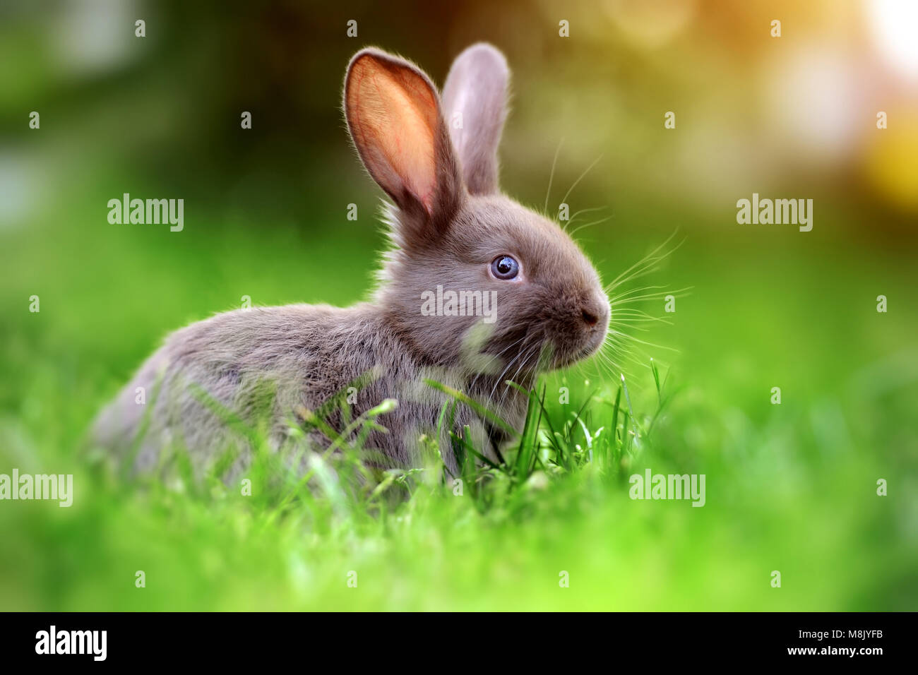 Little rabbit on green grass in summer day Stock Photo