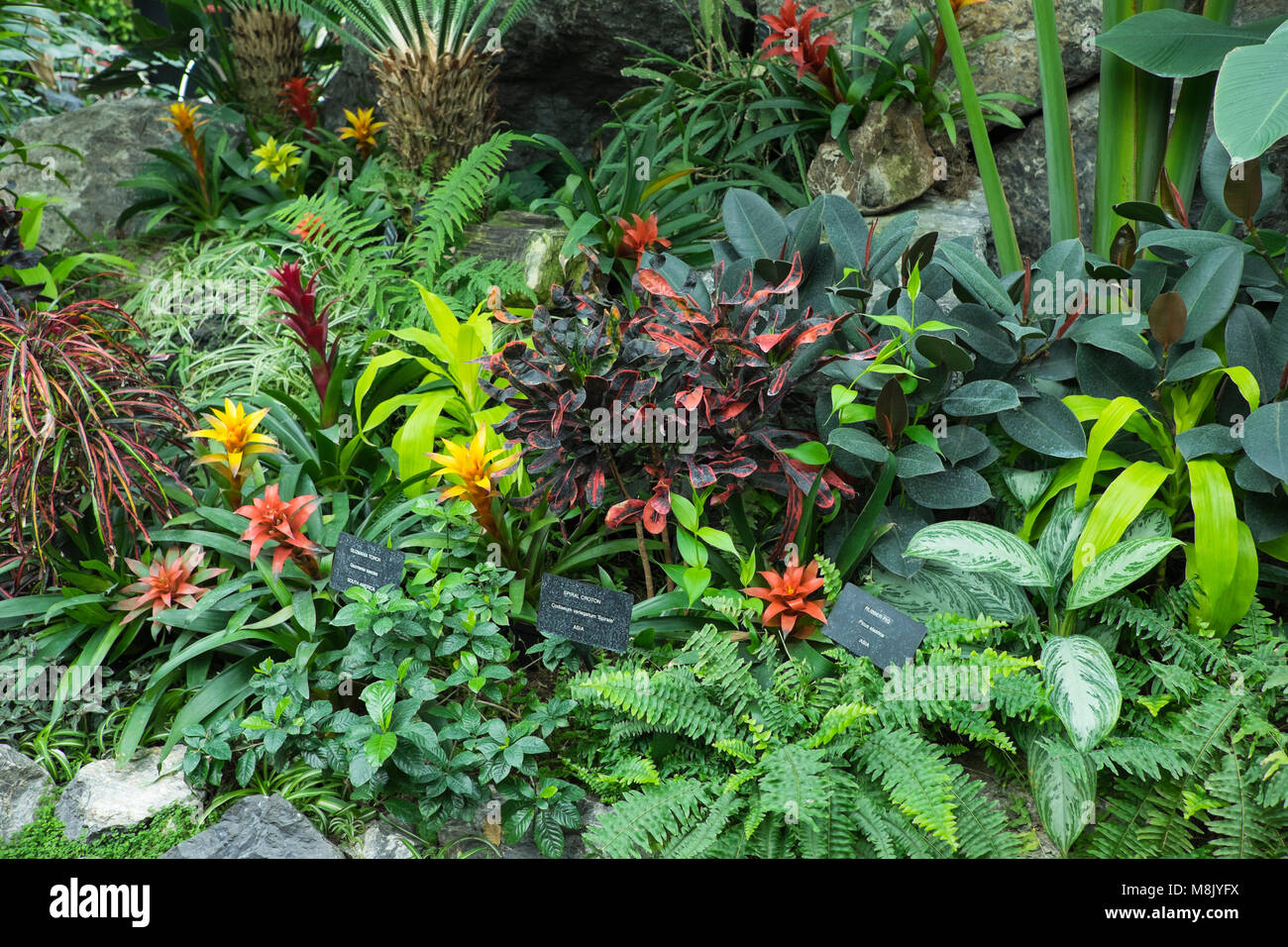 Assorted tropical plants in a garden landscape, Muttart Conservancy,  Edmonton, Alberta, Canada Stock Photo - Alamy