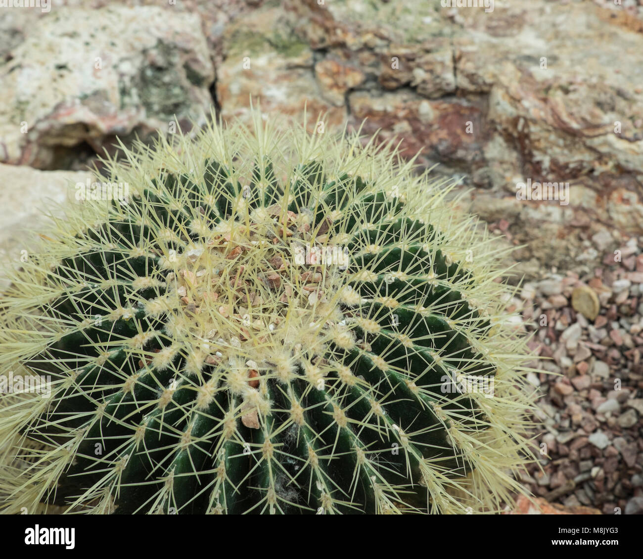 Golden barrel cactus,Echinocactus grusonii, in desert landscaping Stock Photo