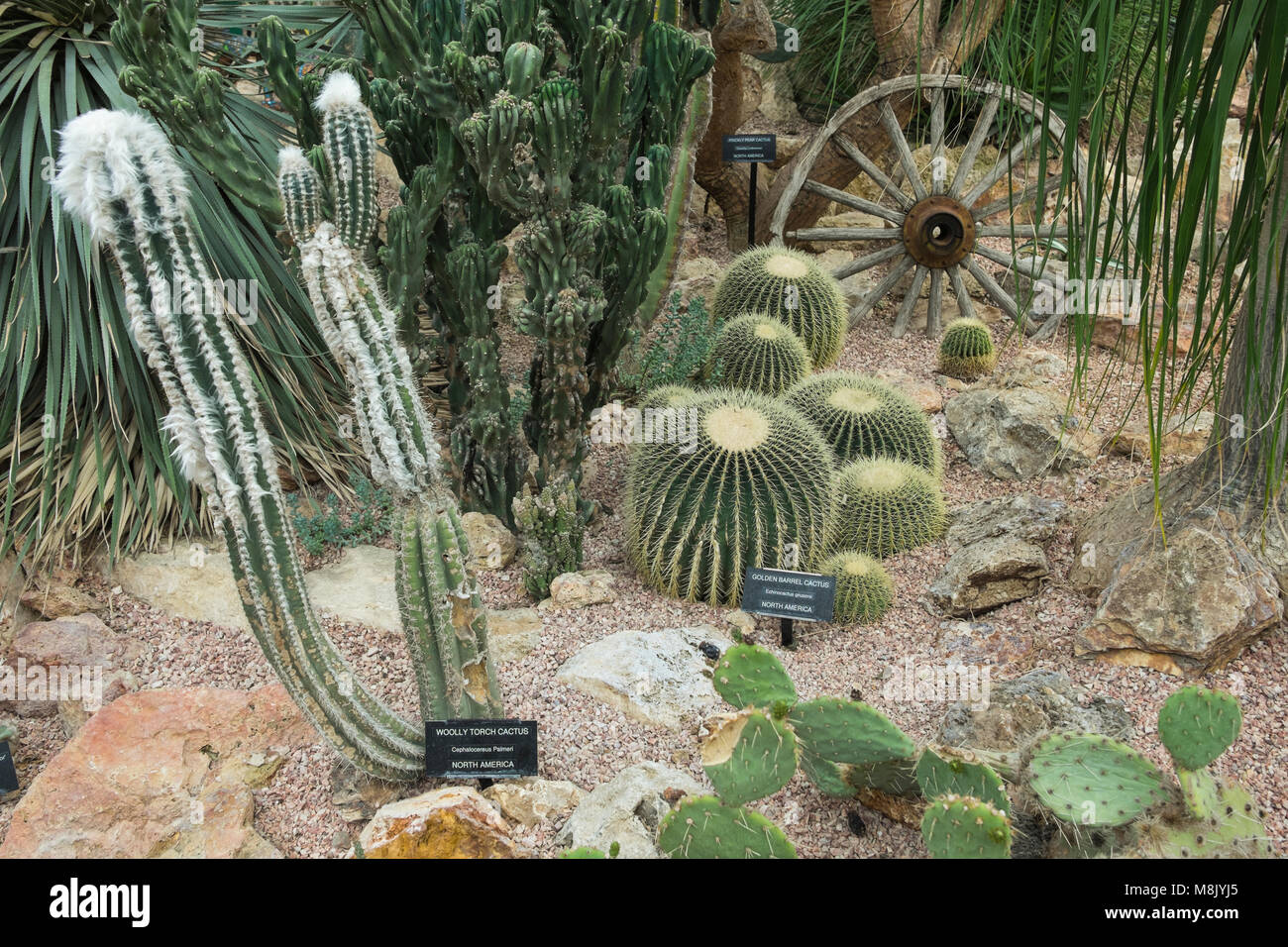 Arid desert landscaping, Muttart Conservancy, Edmonton, Alberta, Canada Stock Photo