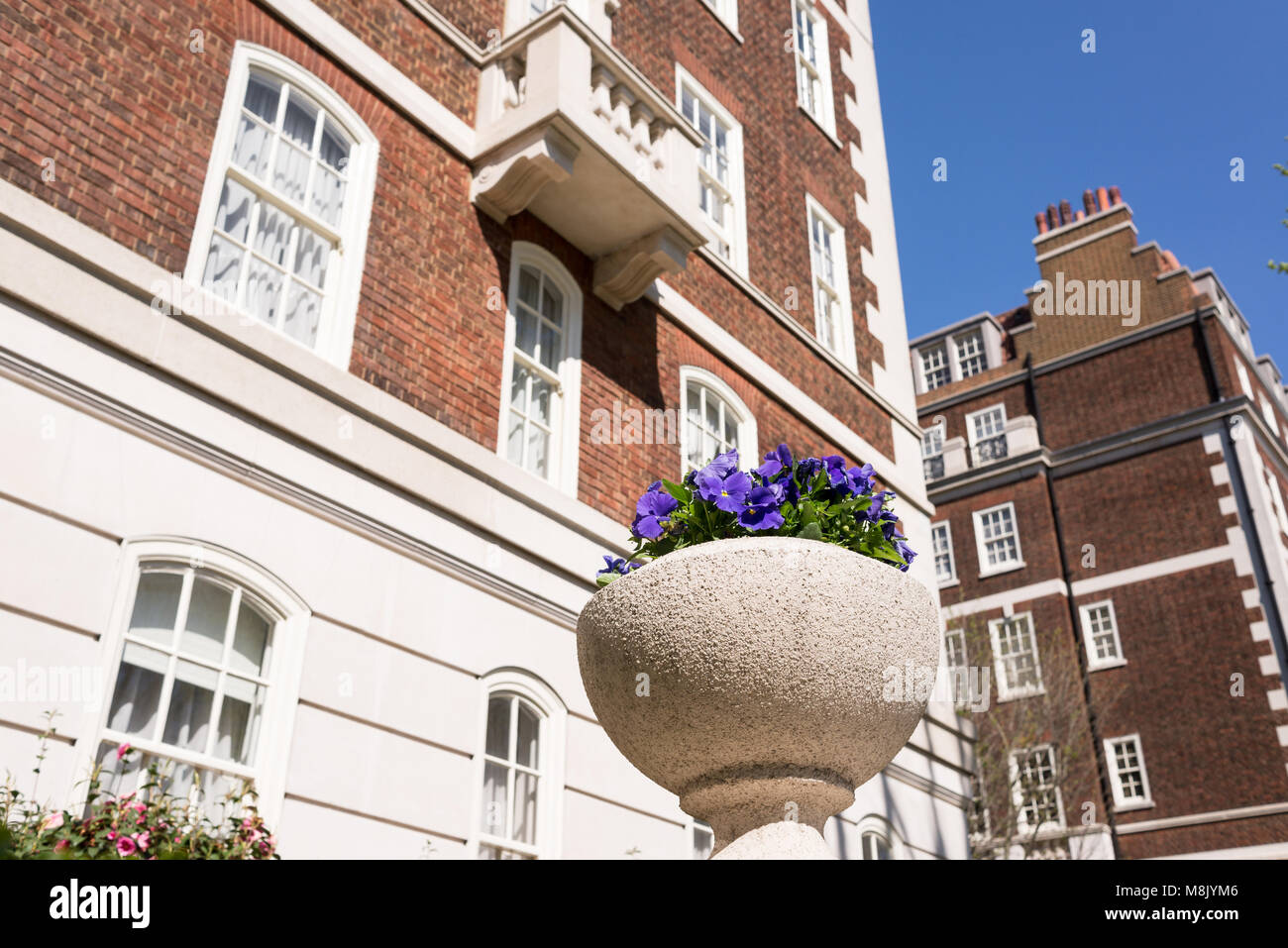 Pot with violet flower in white stone with restored luxury Victorian houses in red bricks and white finishing in Kensington and Chelsea, London, UK Stock Photo