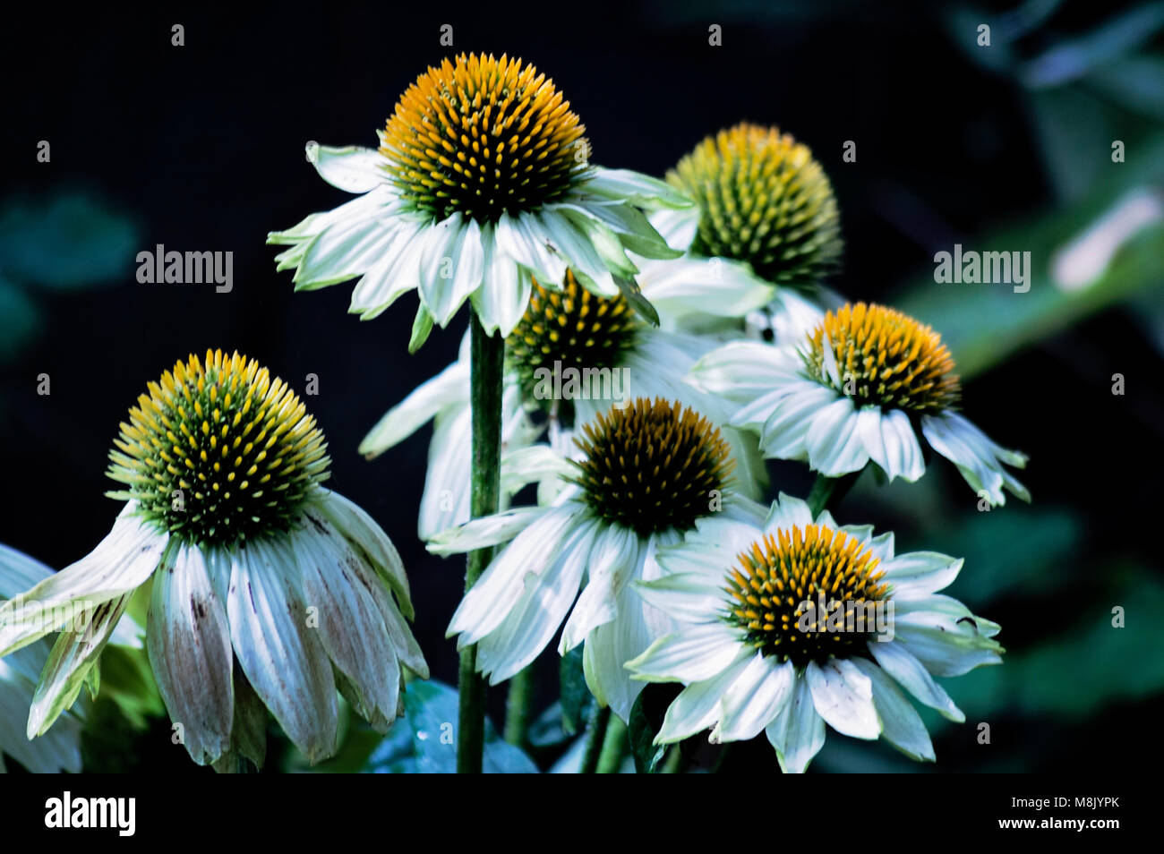 white flowers closeup in garden Stock Photo