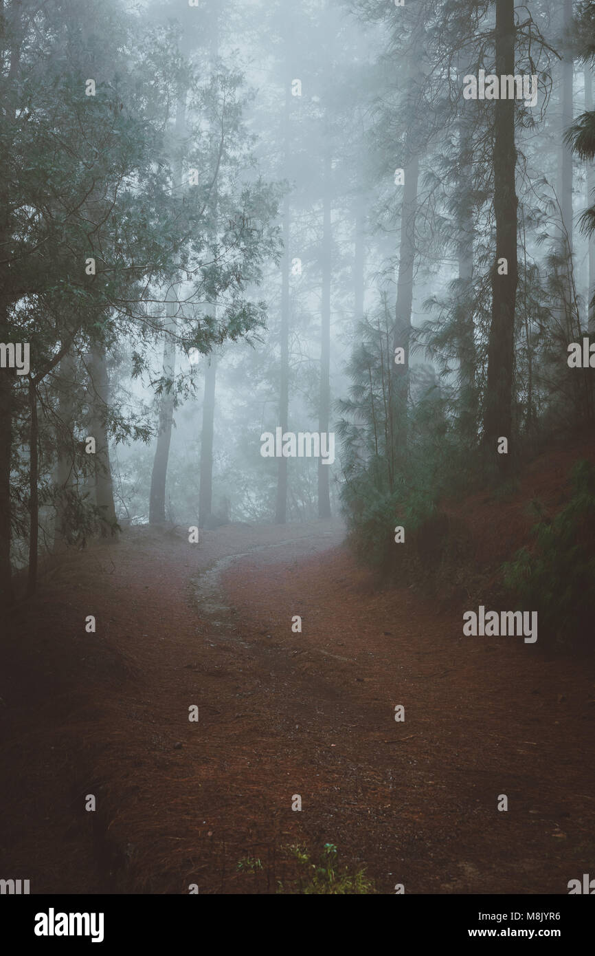 Road in a mysterious pine forest. Rainy and misty weather near Cova