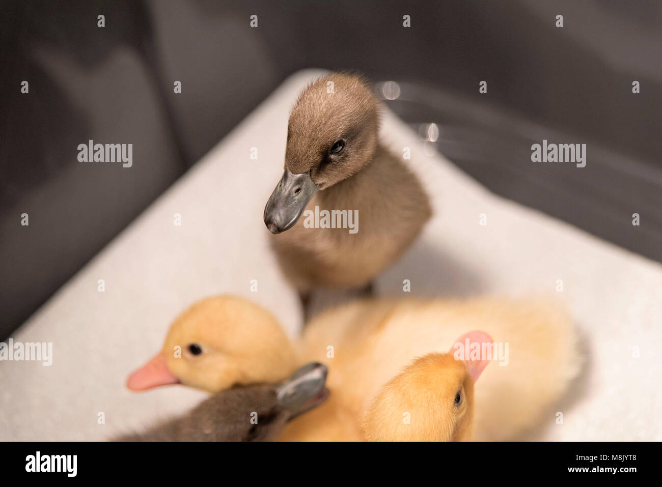 baby ducks, ducklings Stock Photo