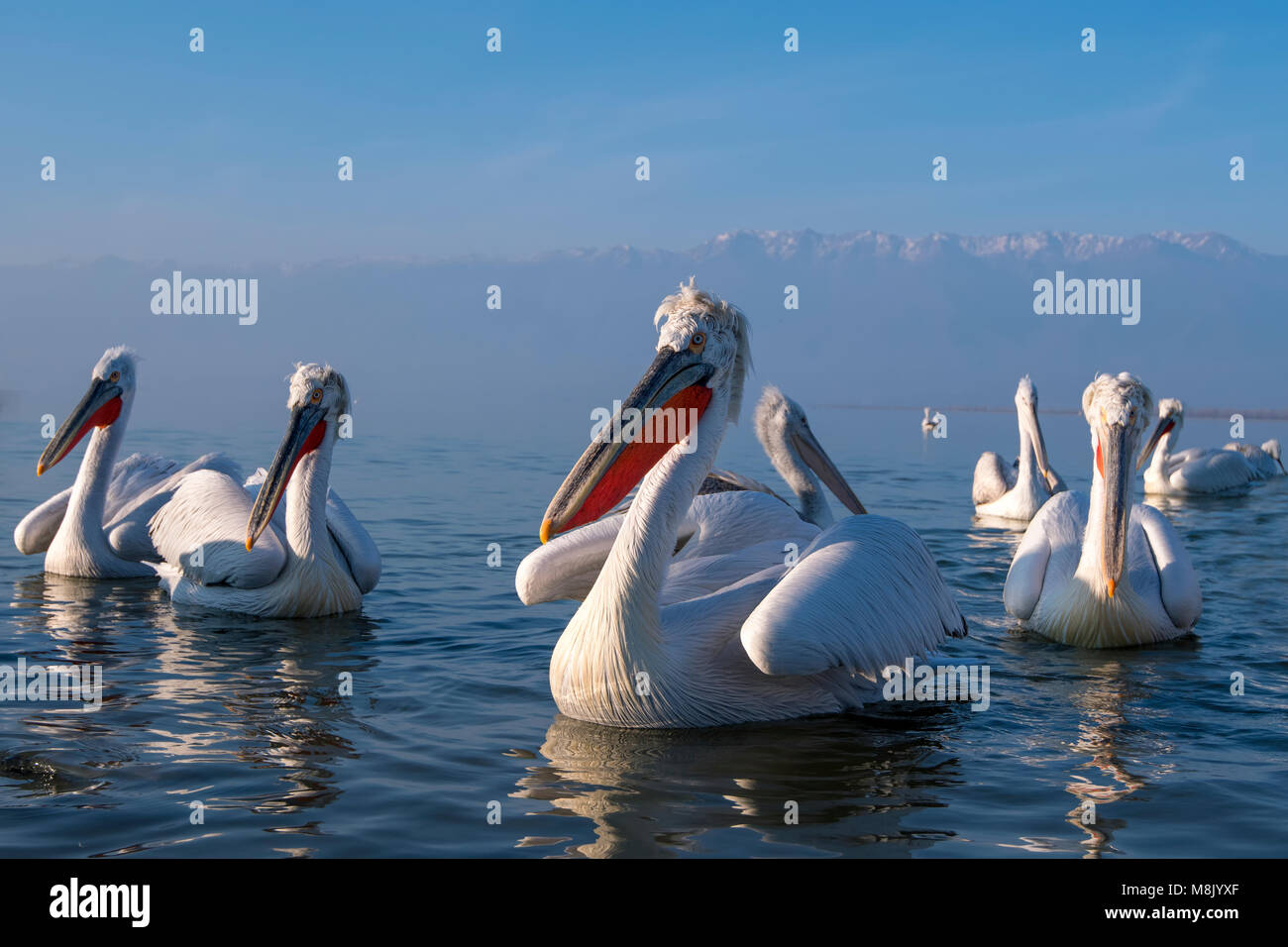 Dalmatian pelican, white big bird Stock Photo