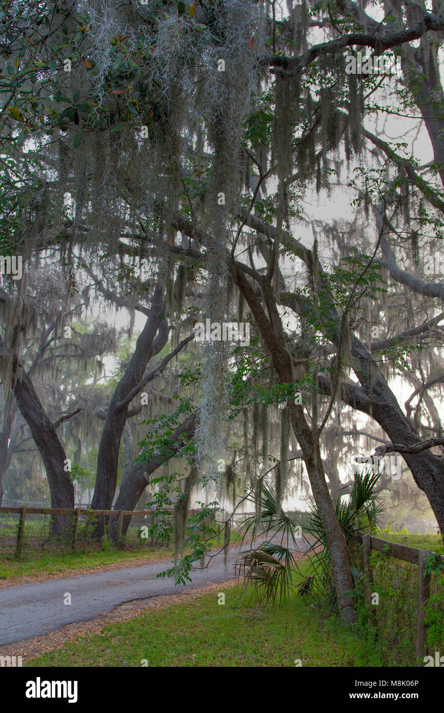 A country road through trees draped in spanish moss, Ocala, Florida Stock Photo
